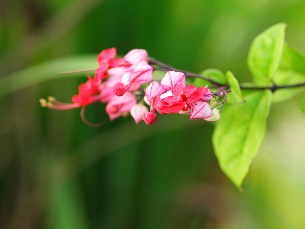  The Bleeding Heart Vine ( Clerodendrum x speciosum ) can be considered an ever-bloomer—as this one always seems to be displaying its showy pink flowers throughout the year. 