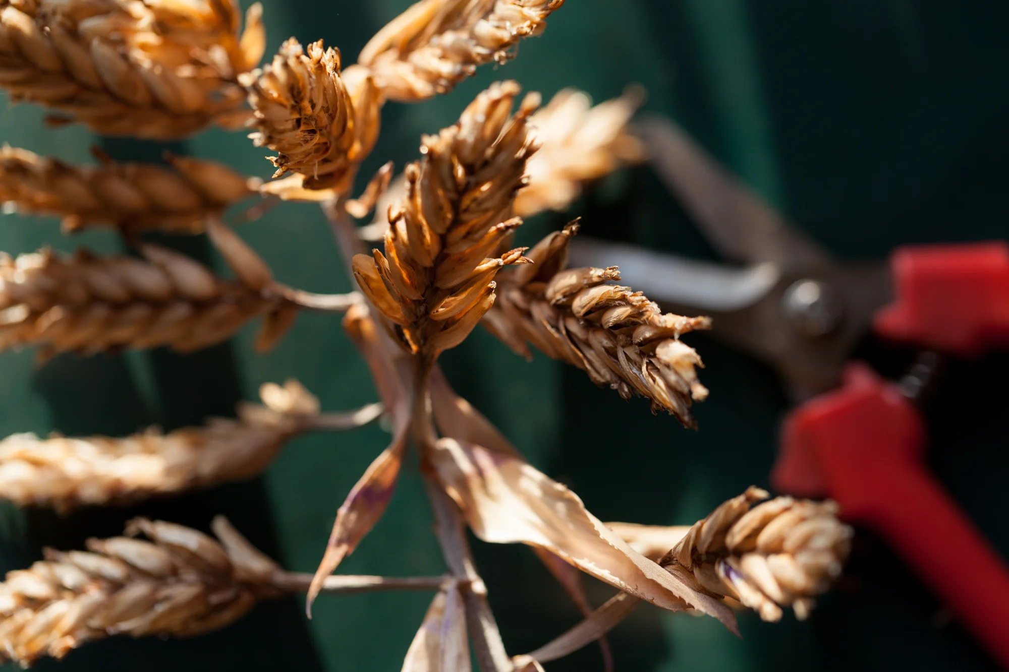Take a pair of sharp scissors or shears and snip the flower head as close to the base of the stem as possible. 