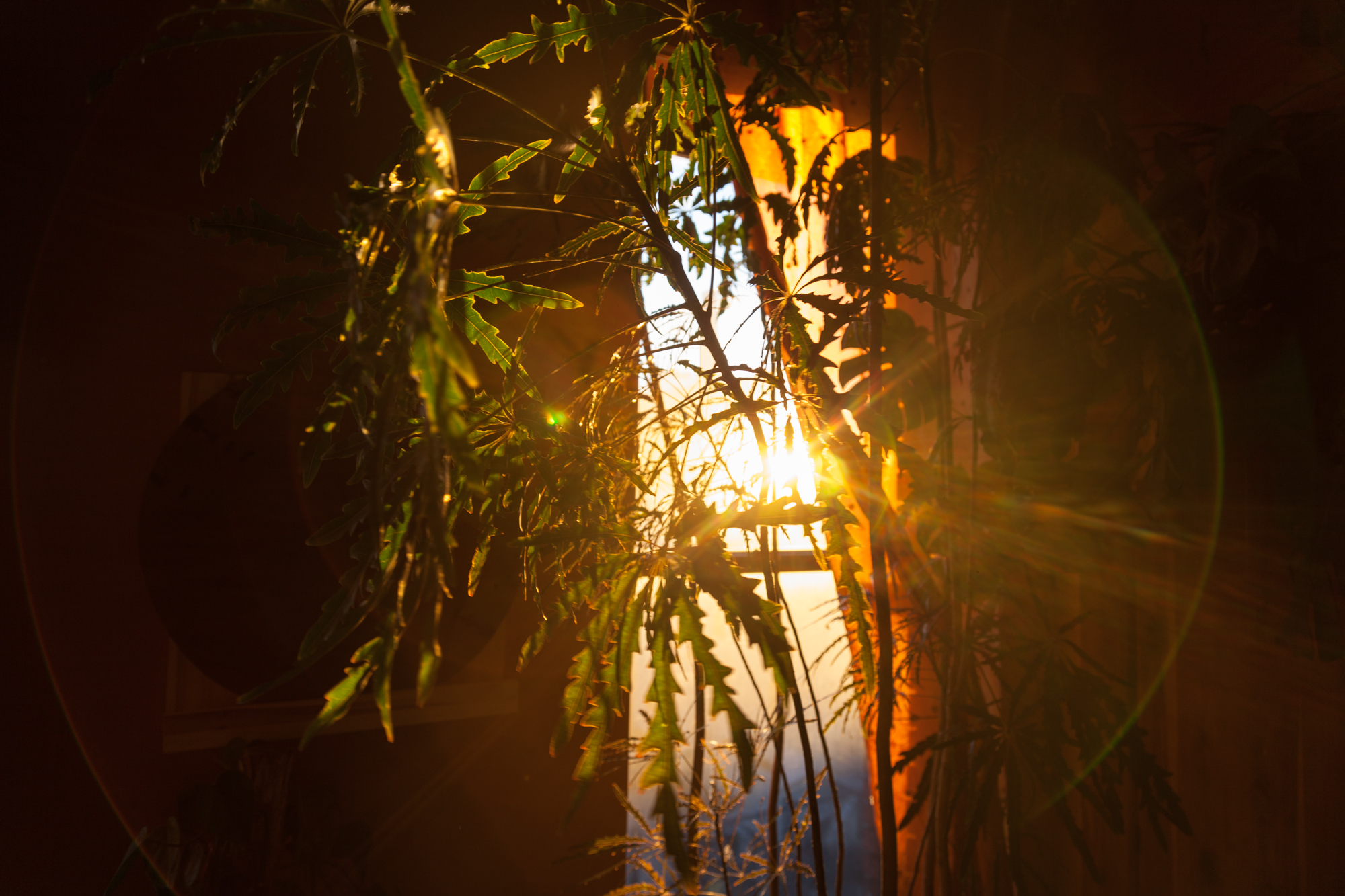  Sun setting through the false aralia ( Plerandra elegantissima ) 