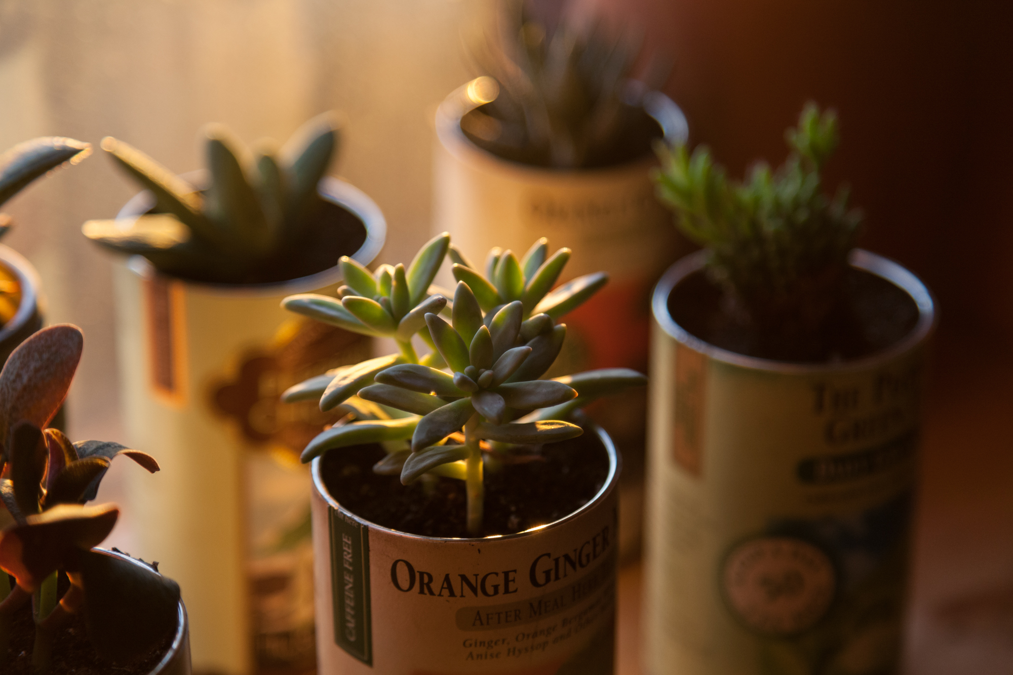  Succulents cast with an orange glow from the sun. 