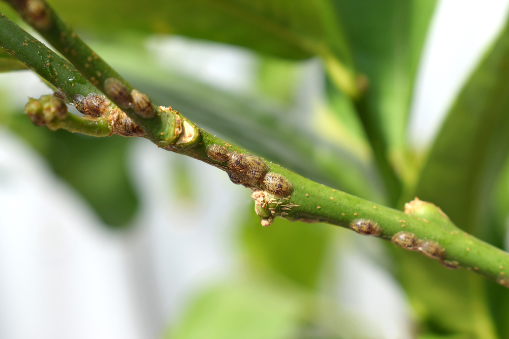 How To Get Rid Of Mealybugs On Plants
