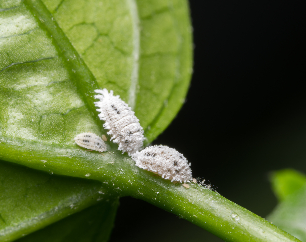 Mealybugs are a type of cottony, mobile scale that often can be seen in clumps on your houseplants. They are generalists, and I've particularly found them on everything from my potato plants, succulents,  Stromanthe  and  Plerandra.