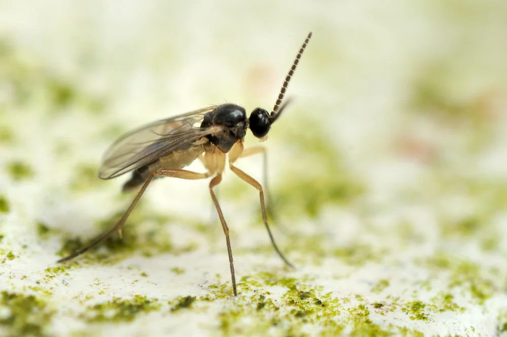 fungus-gnats-household-pest.jpg
