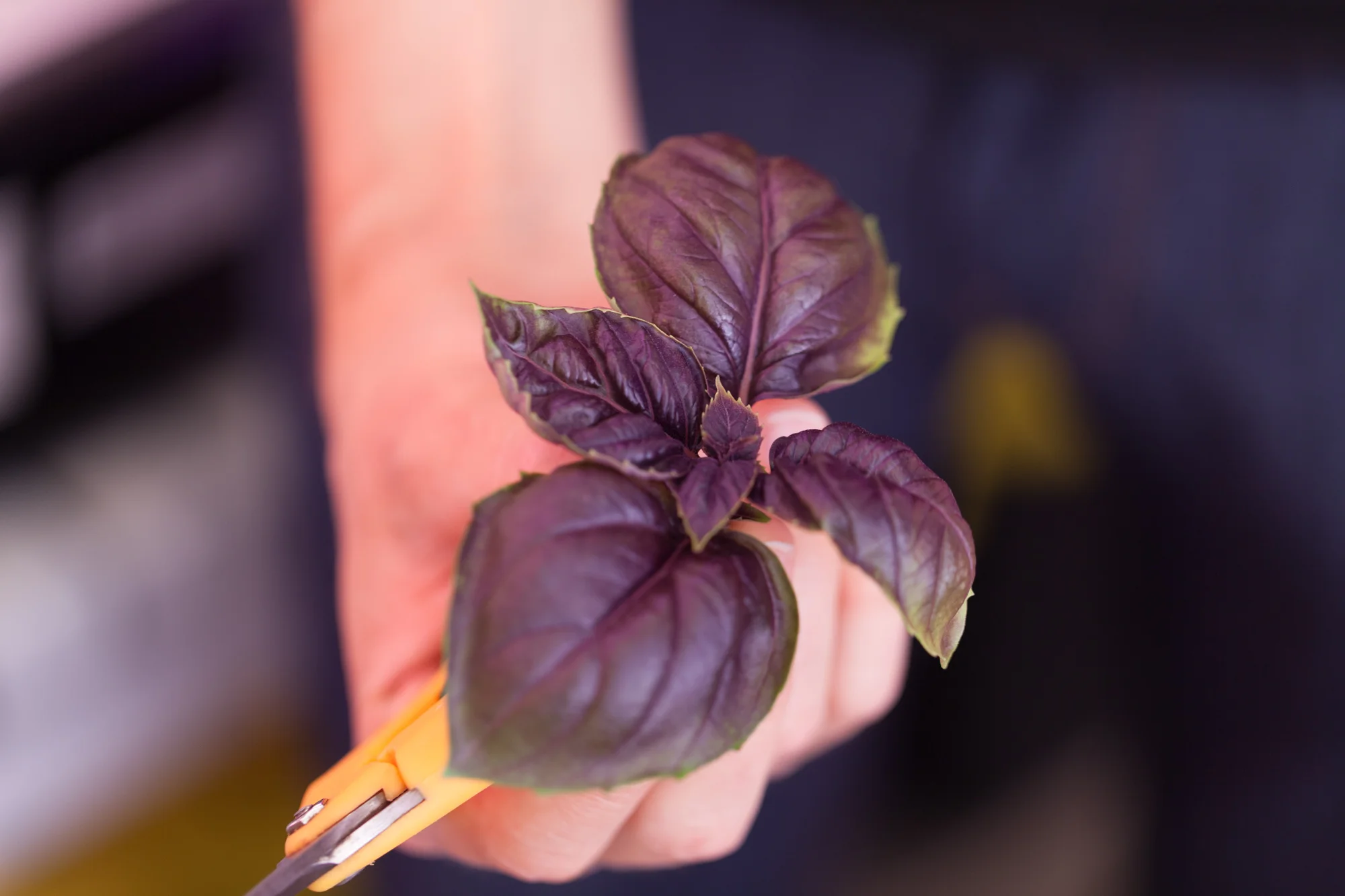 Rob holds out a sample of his hydroponic dark opal basil ( Ocimum basilicum 'Purpurascens')