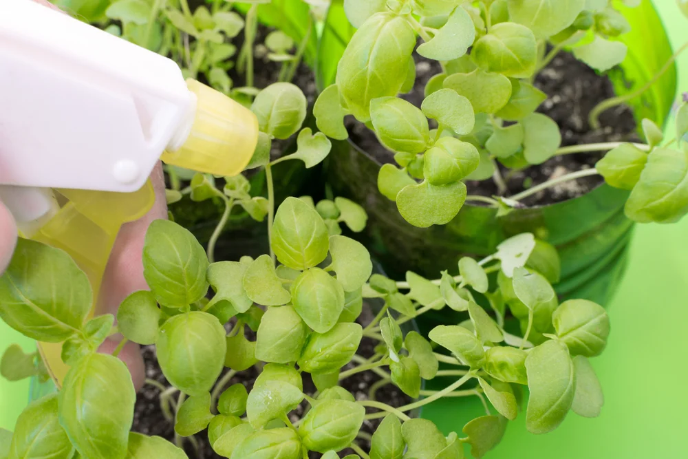A mister is a cost-effective and simple way to increase humidity for plants during the winter months. Depending on the species and how dry it is in your home, you may want to mist several times a day.