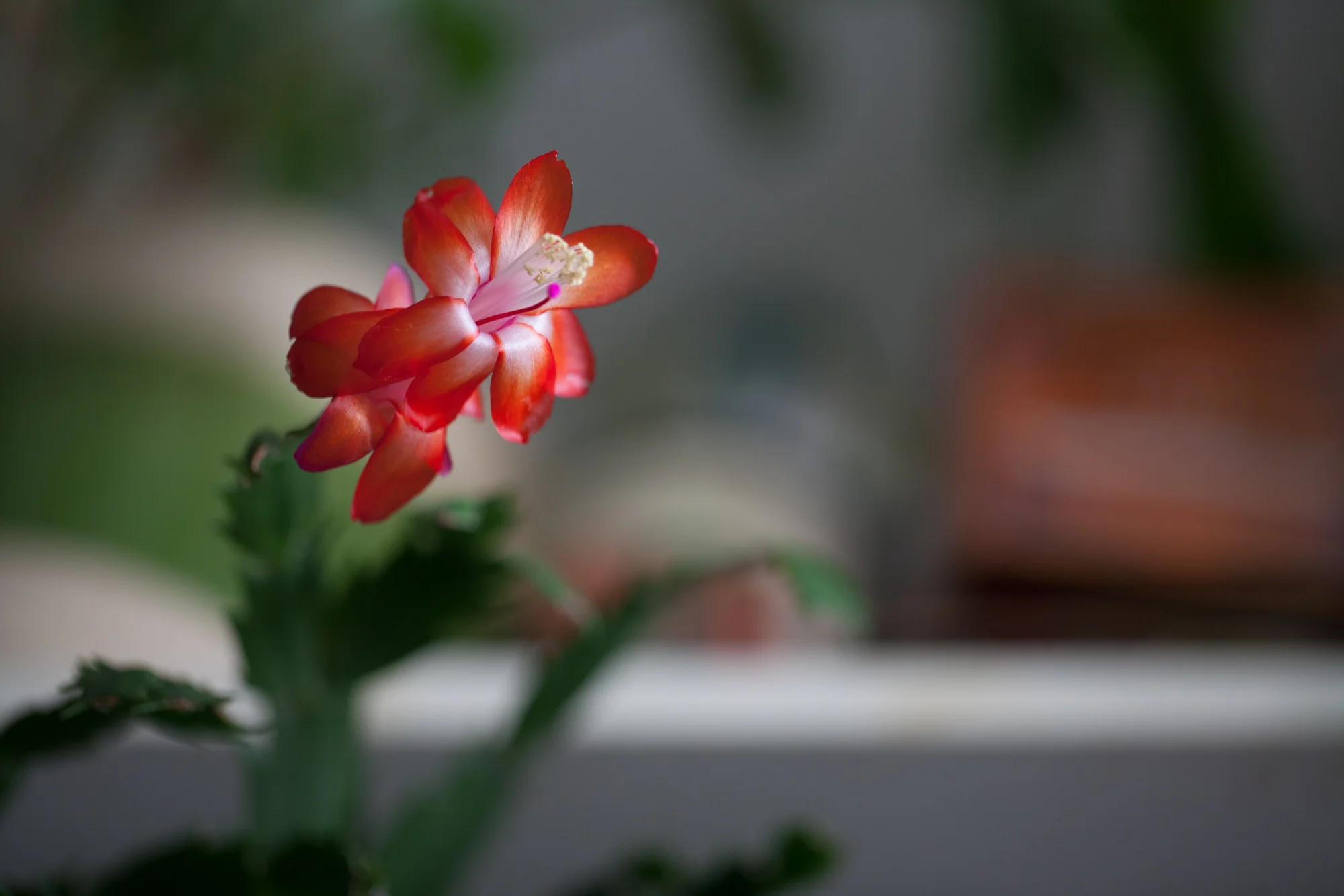 A Christmas cactus ( Schlumbergera sp.) will often bloom without fail year-over-year at the same time every year, if it's given the right conditions when it's dormant. When blooming, it's also important to give it conditions that it prefers, which is often moister conditions. 