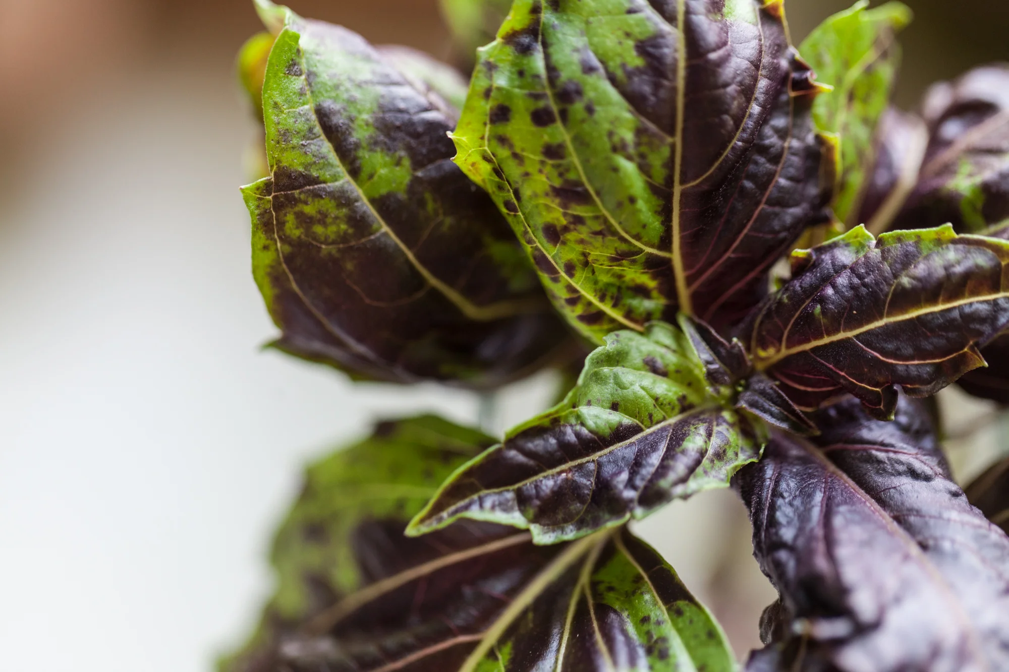 Oftentimes you can ask friends for cuttings of their herb varieties, since cuttings are so easy to root. This is a rosy basil with beautiful mottling that I got from Farm One , a hydroponic grower specializing in rare herbs. 