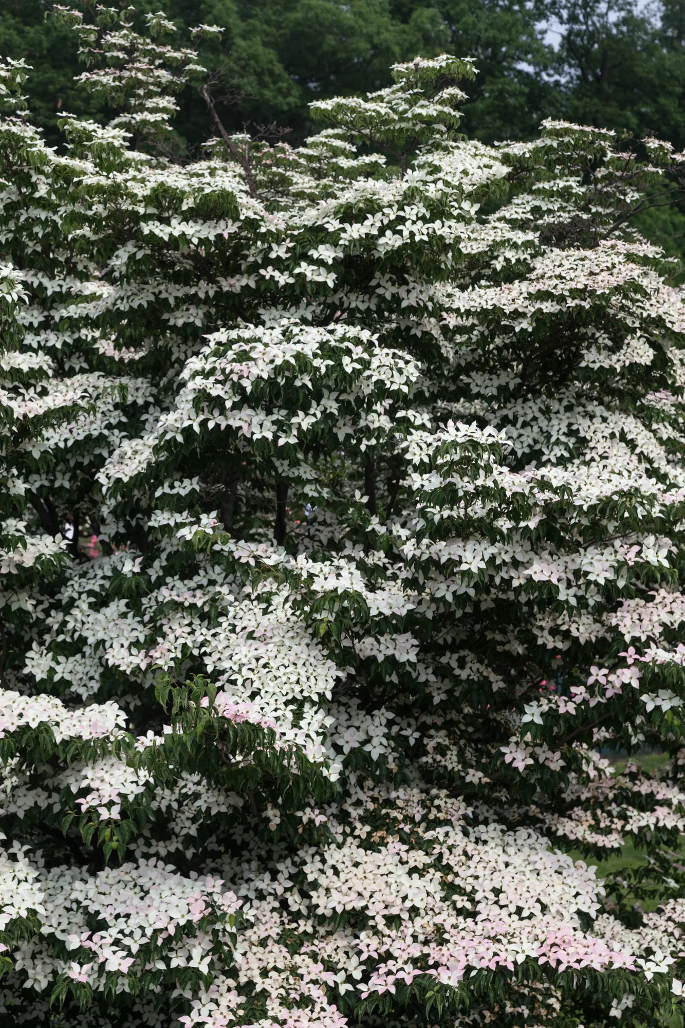 Flowering dogwoods ( Cornus florida ) mimic snow in the trees in the summer months.