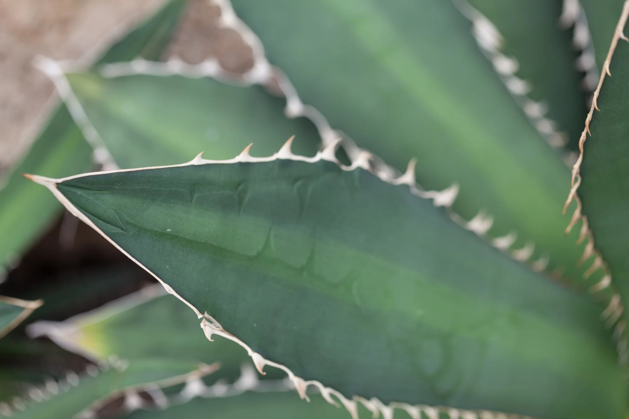 agave-nybg.jpg