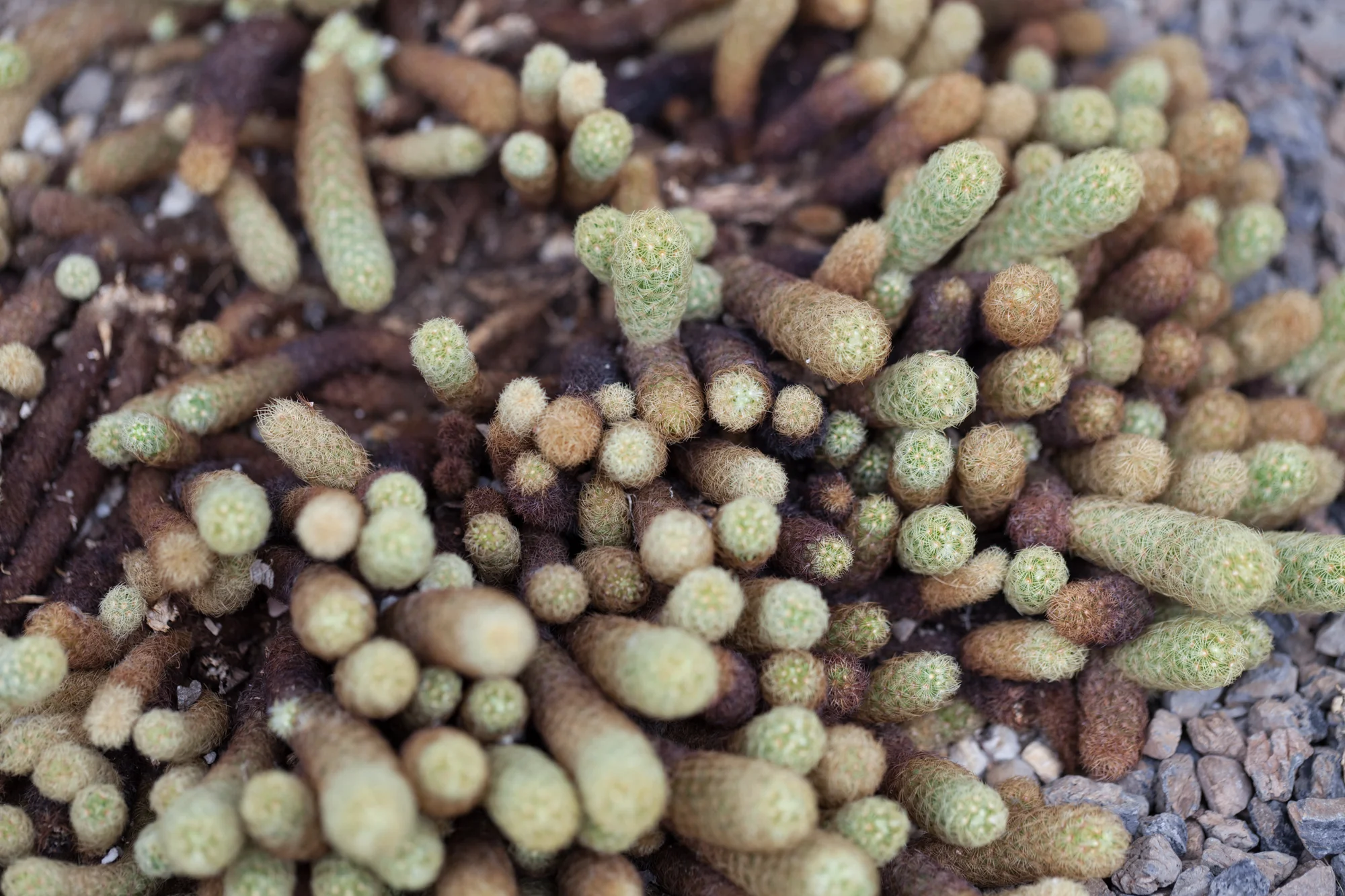 carpet-of-cacti.jpg