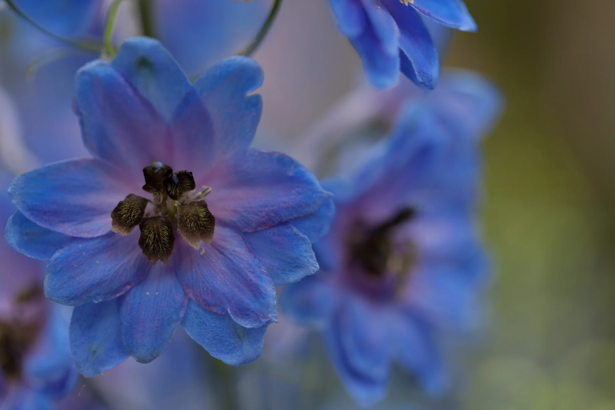 blue-flowers-nybg.jpg