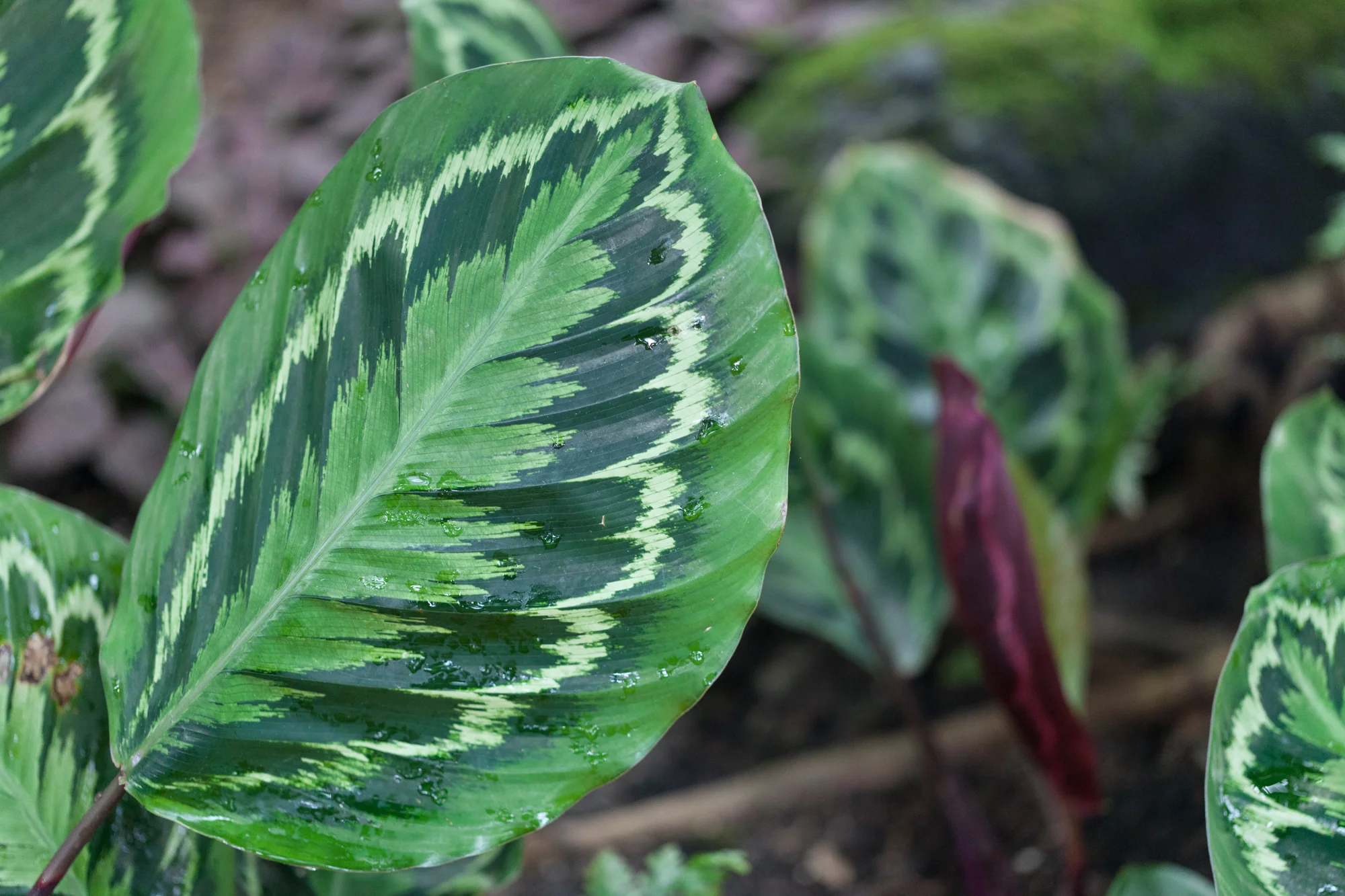 calathea-nybg.jpg