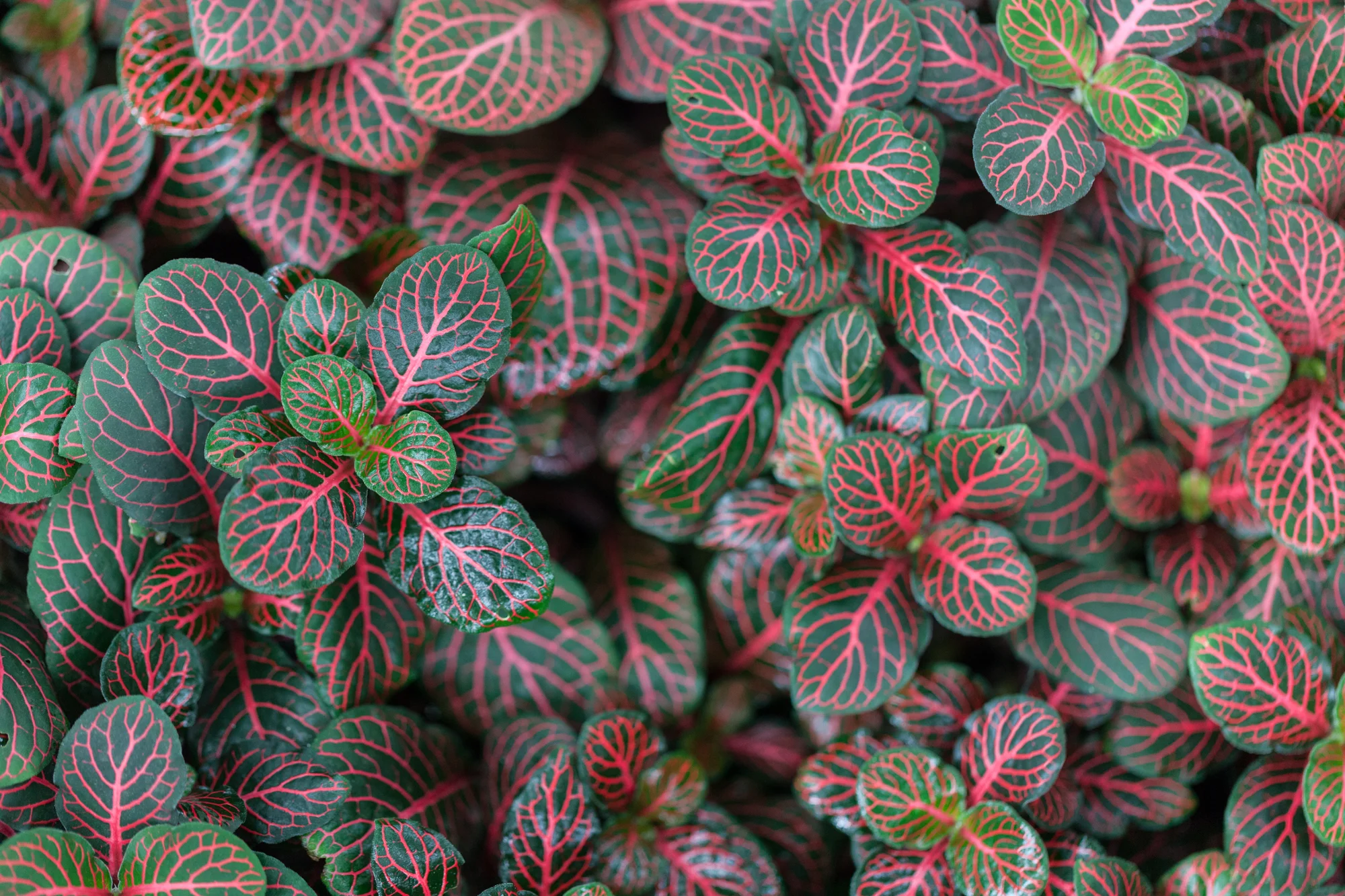 Fittonia , commonly known as nerve plant, clearly gets its name from its prominent veins.