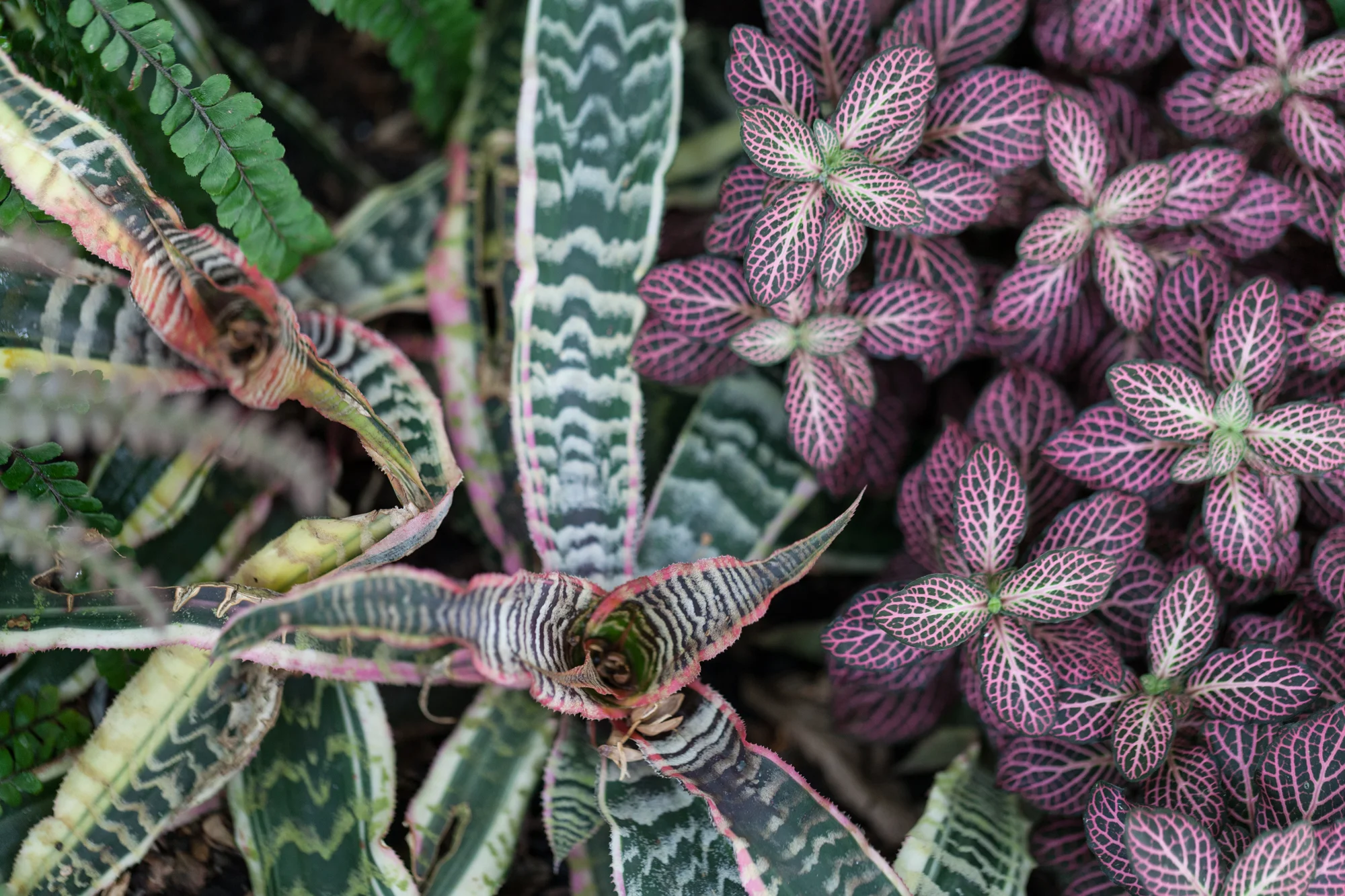 Cryptanthus and Fittonia at the New York Botanical Gardens. 