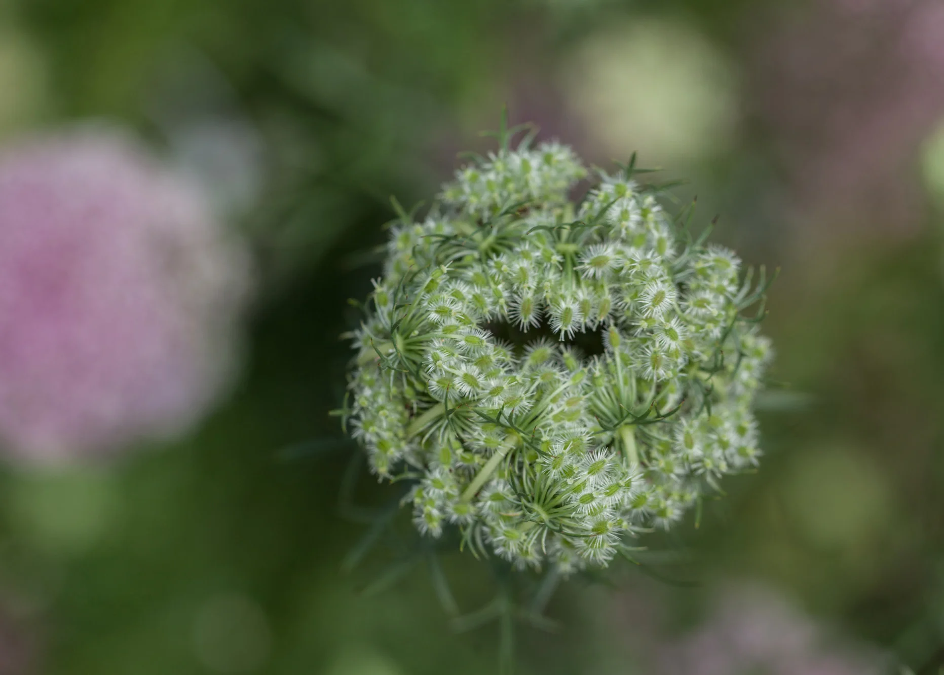 Queen Anne's lace (Daucus carota), all puckered up. 