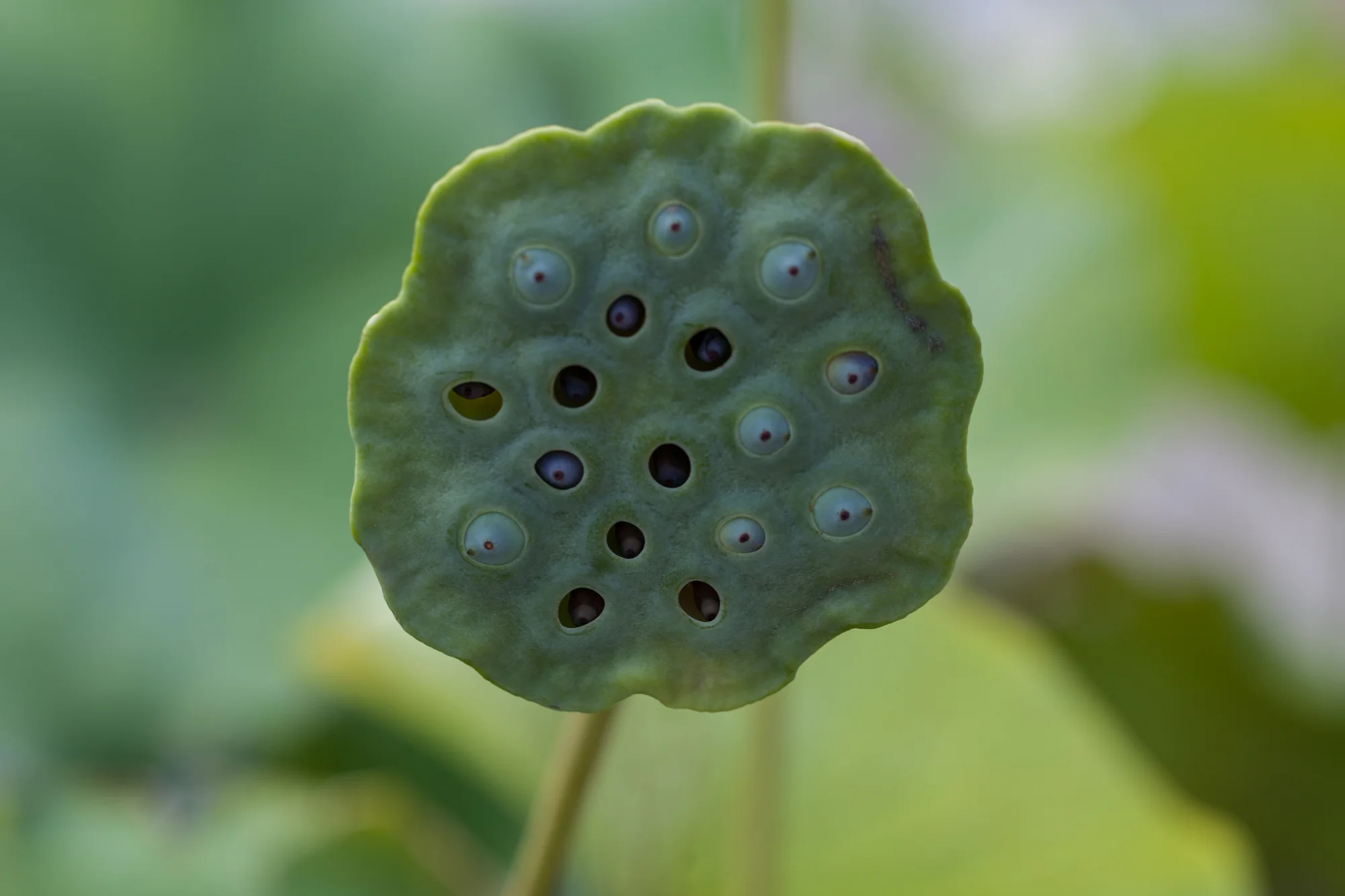 lotus-seed-head-nybg.jpg