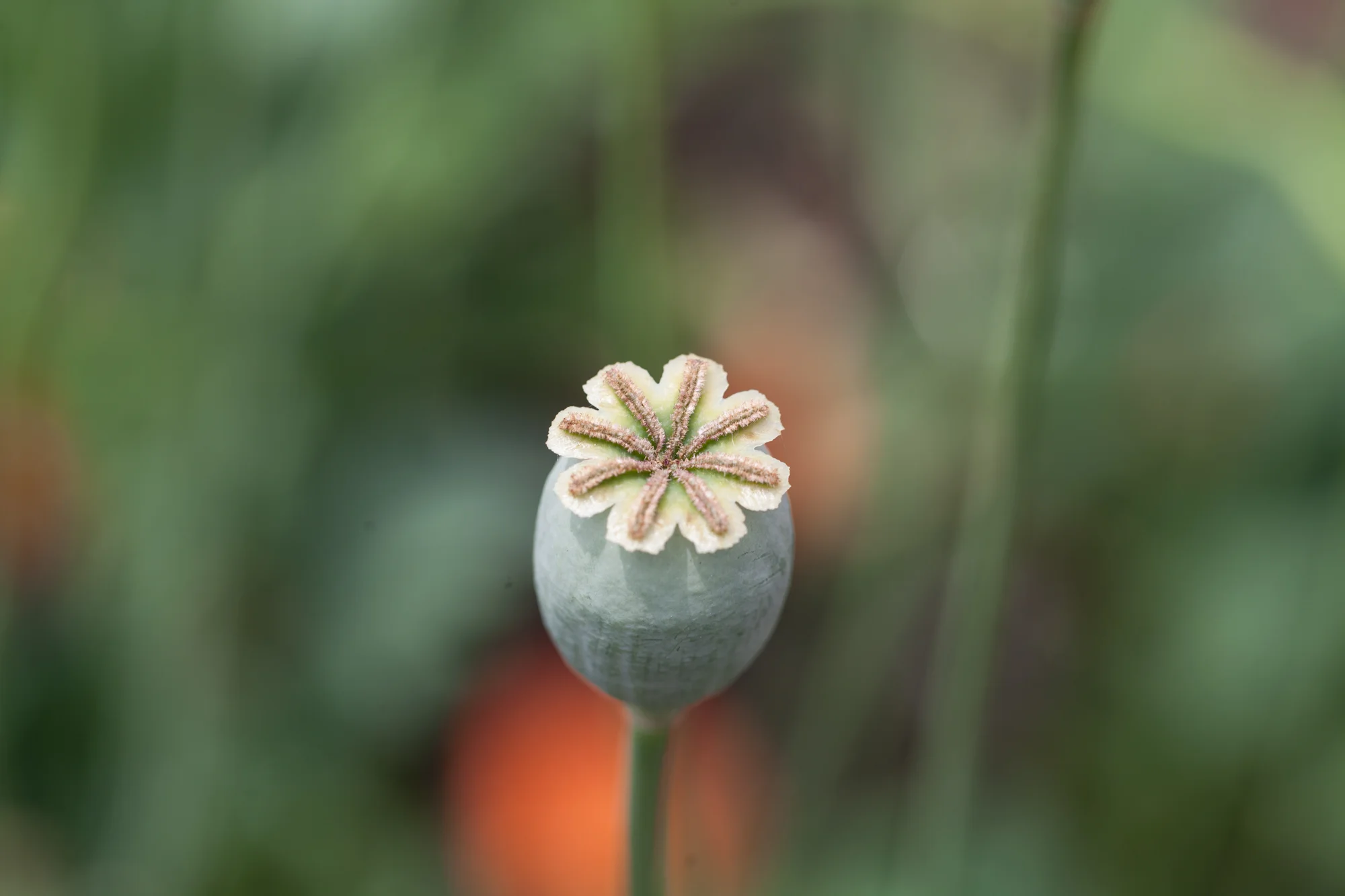 pucker-up-flower.jpg
