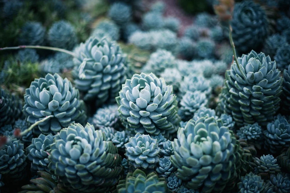 Dormancy in succulents