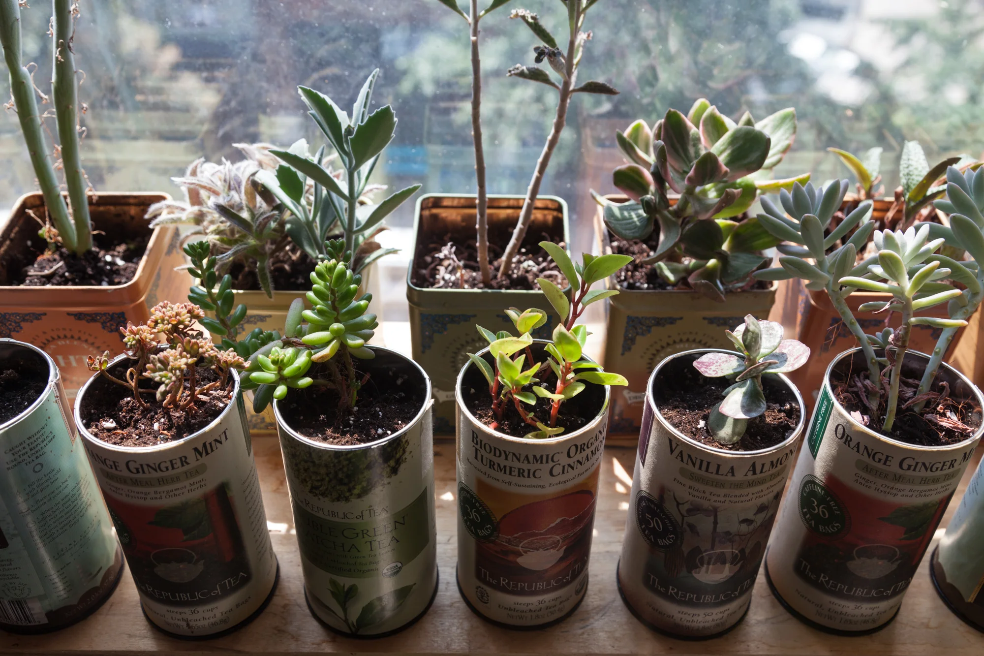This photo was taken in July 2016. Notice the Senecio articulatus in the upper left. It features just two bare and bulbous stalks. Additionally, look at my stemmy K alanchoe daigremontiana , just two over from the S. articulatus. It's barely got any babies.