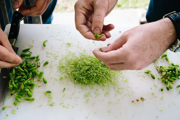 Foraged spruce tips. Photo by: Yossy Arefi