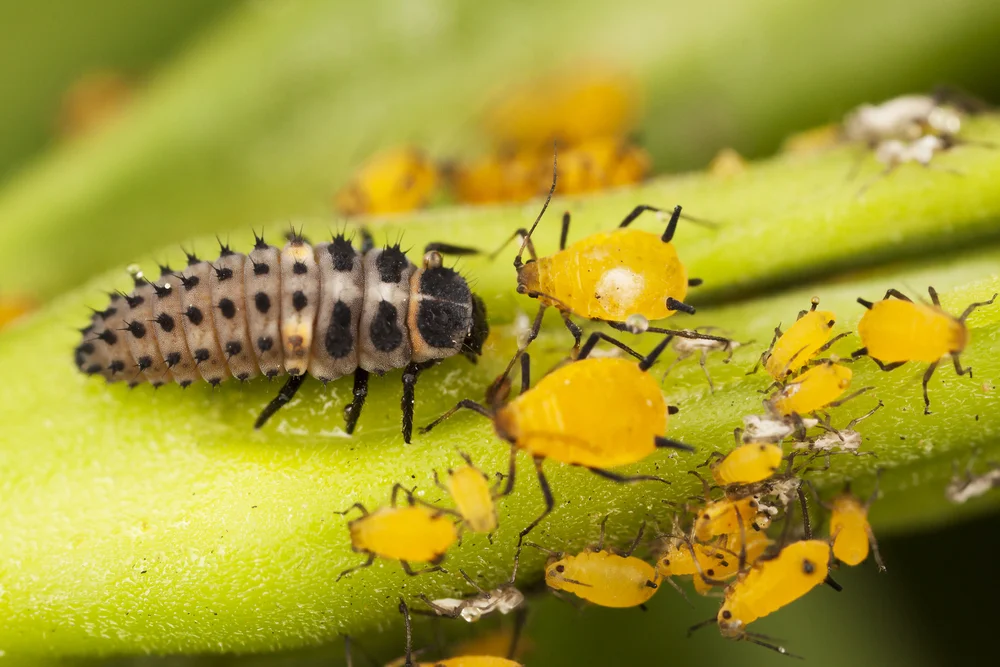 ladybug-larvae.jpg