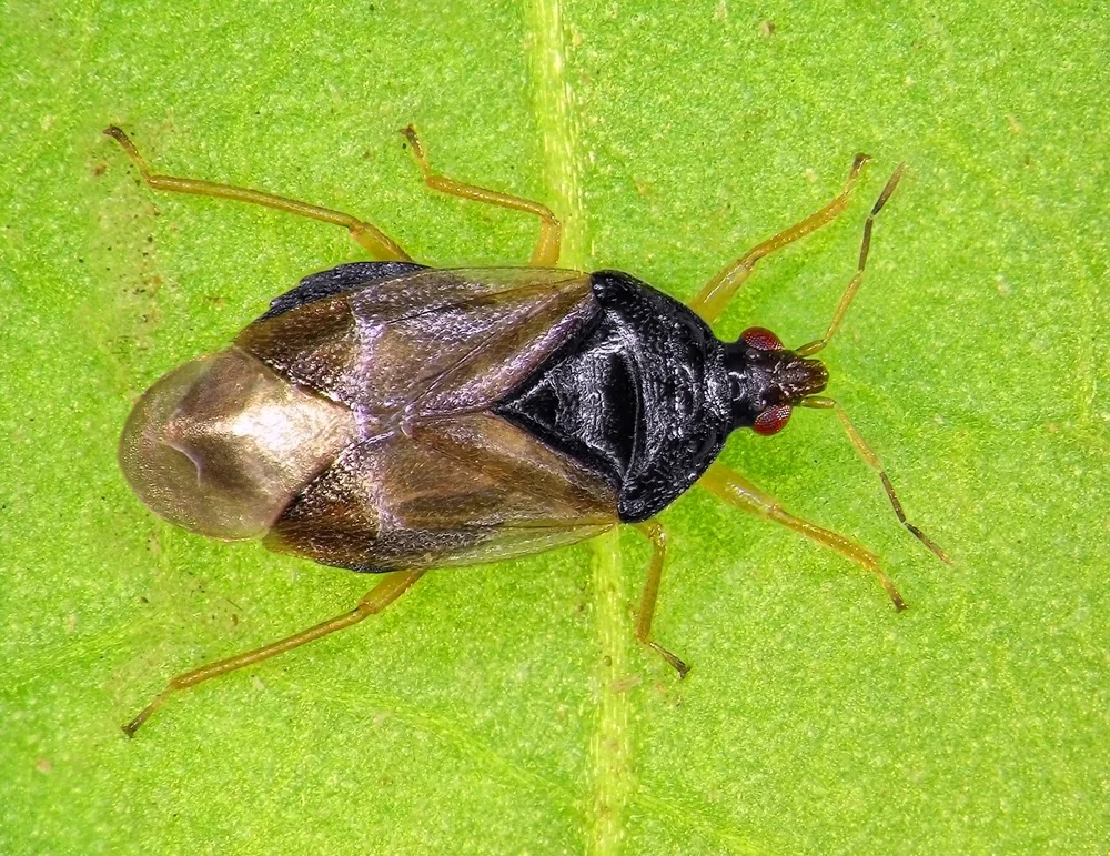Minute pirate bugs ( Orius insidiosus ) have become one of my favorite pest controllers. They are quite tiny, so it's easy to confuse them with a fruit fly, if you see them from afar. 