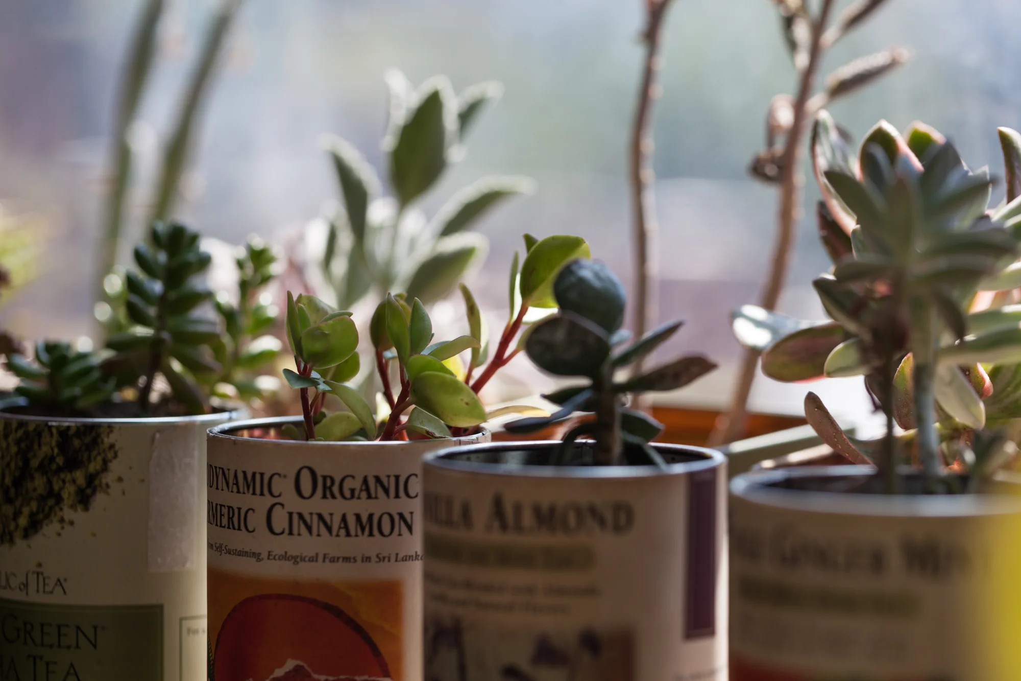 Caring for succulents in the home