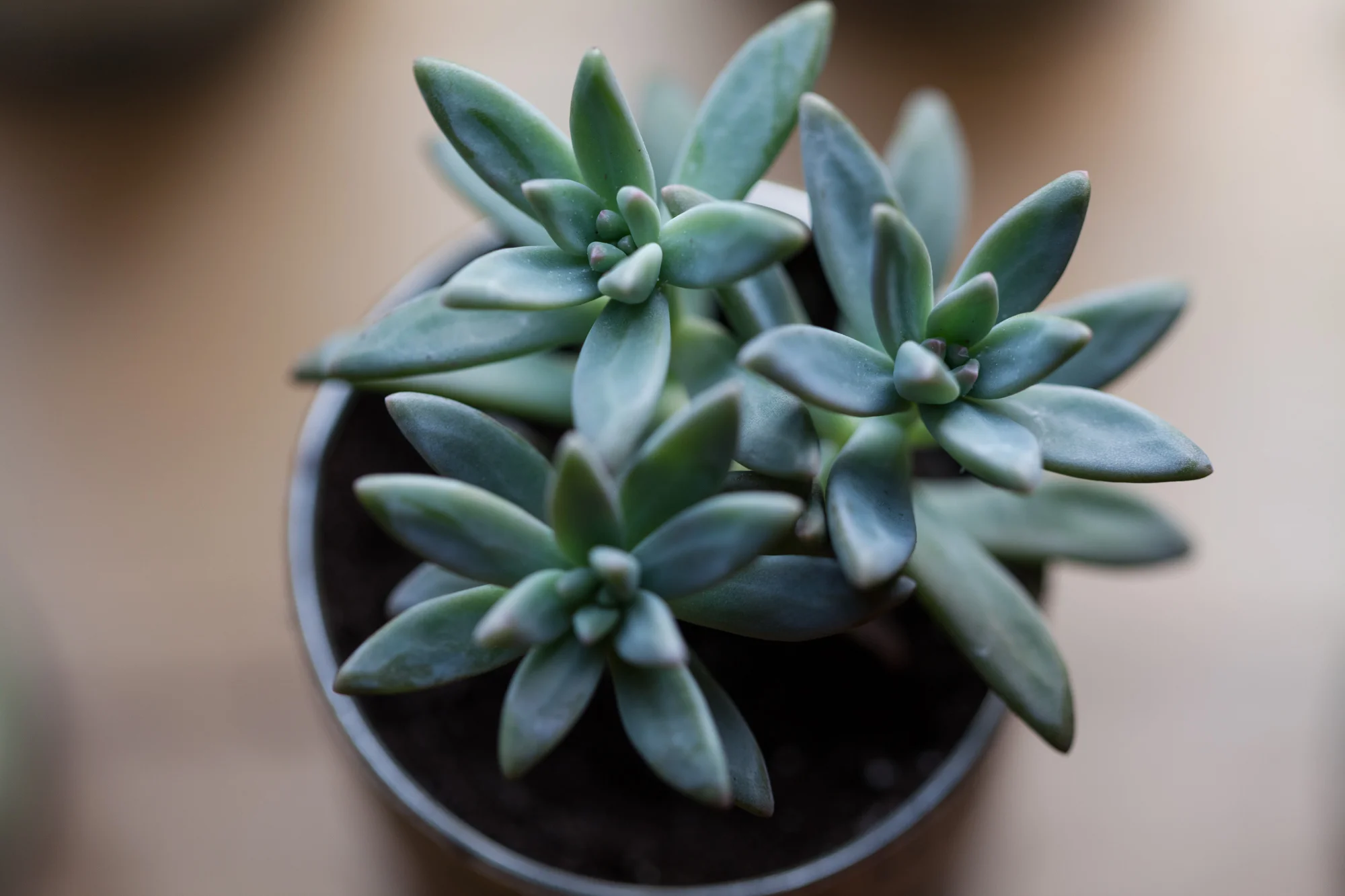 One of the many succulents that are placed in some of the upcycled tea containers