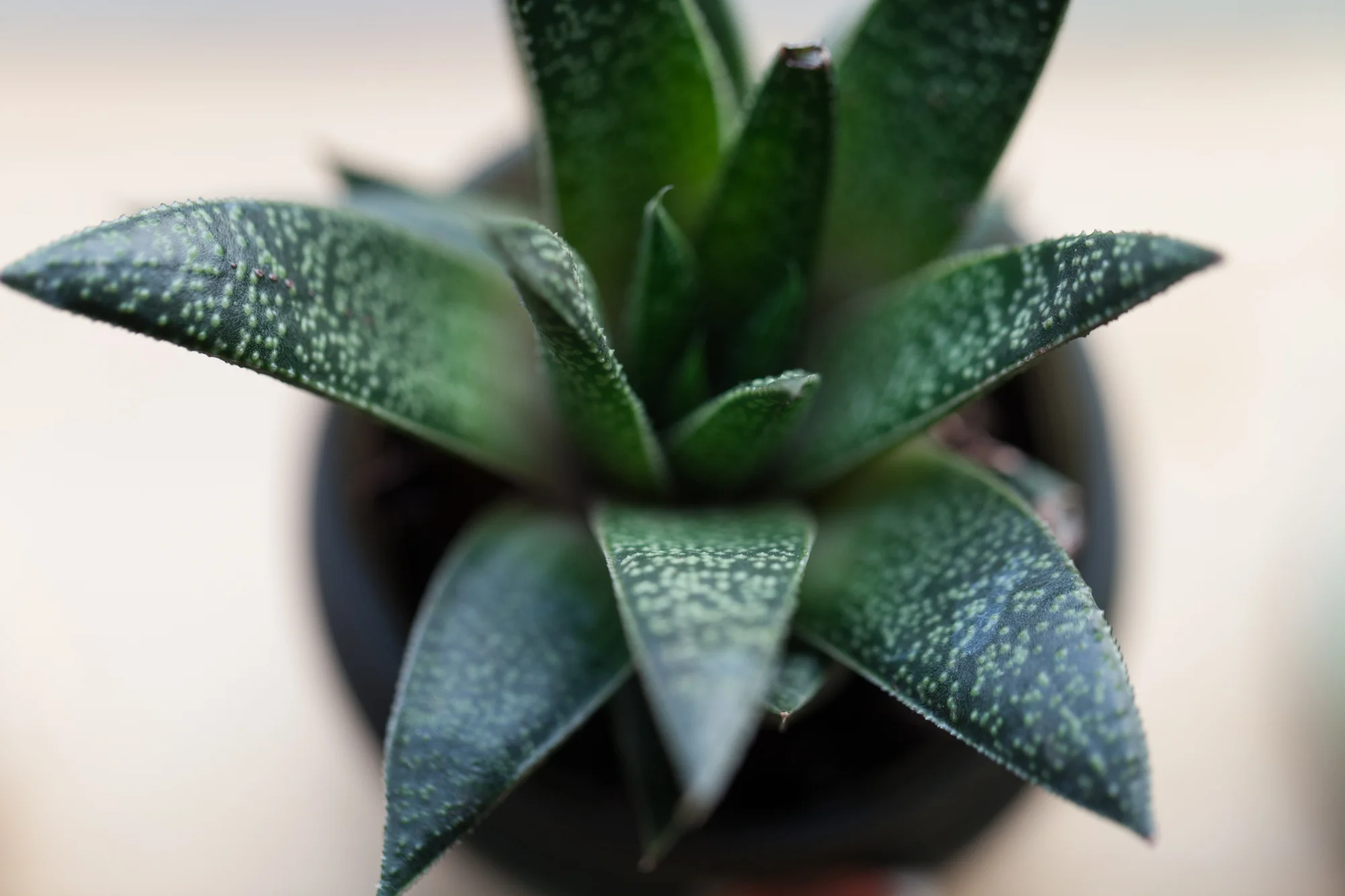 Close-up of a Lizard Tail ( Gasteraloe beguini i ).