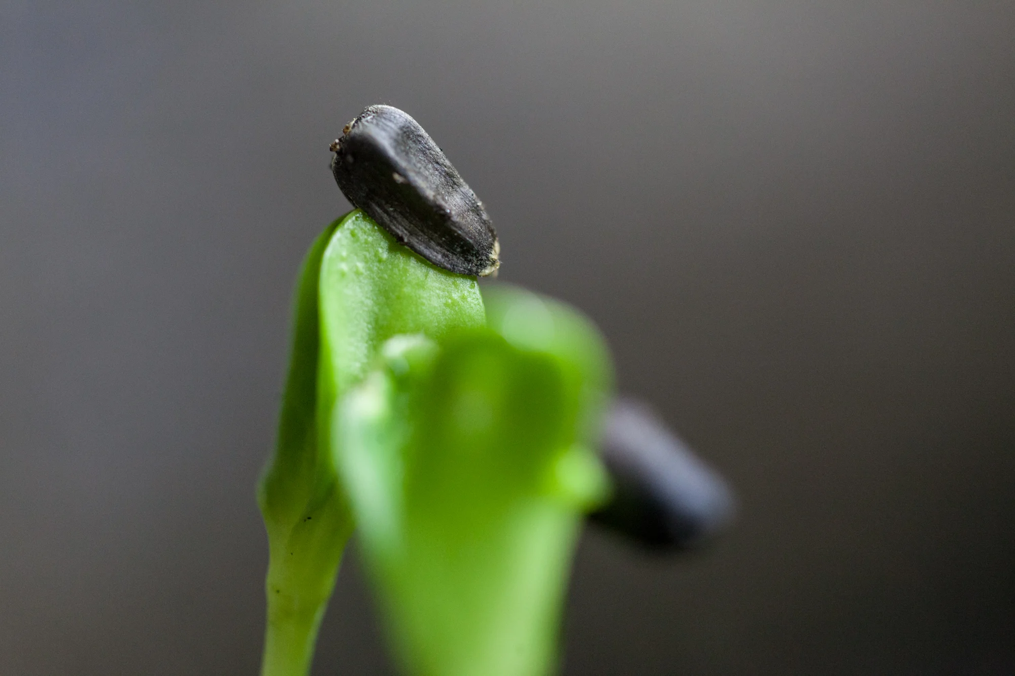 Sunflower microgreens emerging from my closet garden. The first two leaves are known as cotyledons and these are particularly crunchy in sunflowers! Photo: @HomesteadBrooklyn 