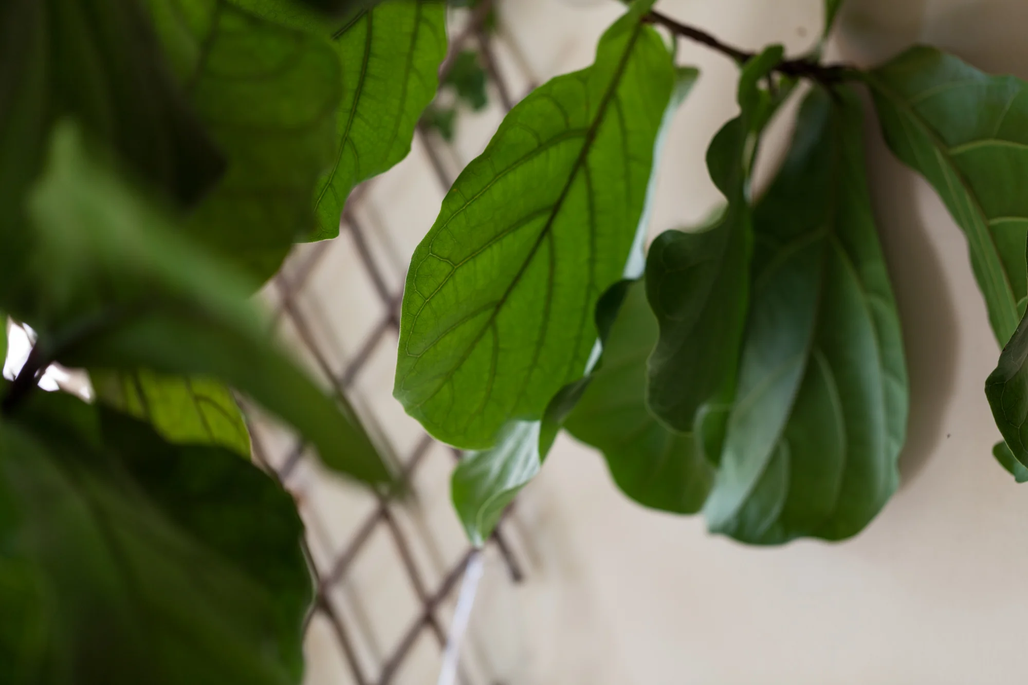 The first plant I ever purchased for my apartment was a Ficus lyrata, or fiddle leaf fig. It was about 3-4 feet tall and has now surpassed my 10-foot high ceilings. I estimate it's around 14 feet tall, if it were allowed to grow upwards. Photo: @homesteadbrooklyn