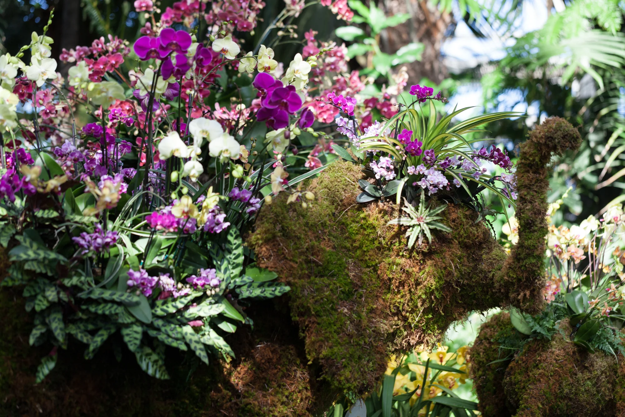 orchids-nybg.jpg