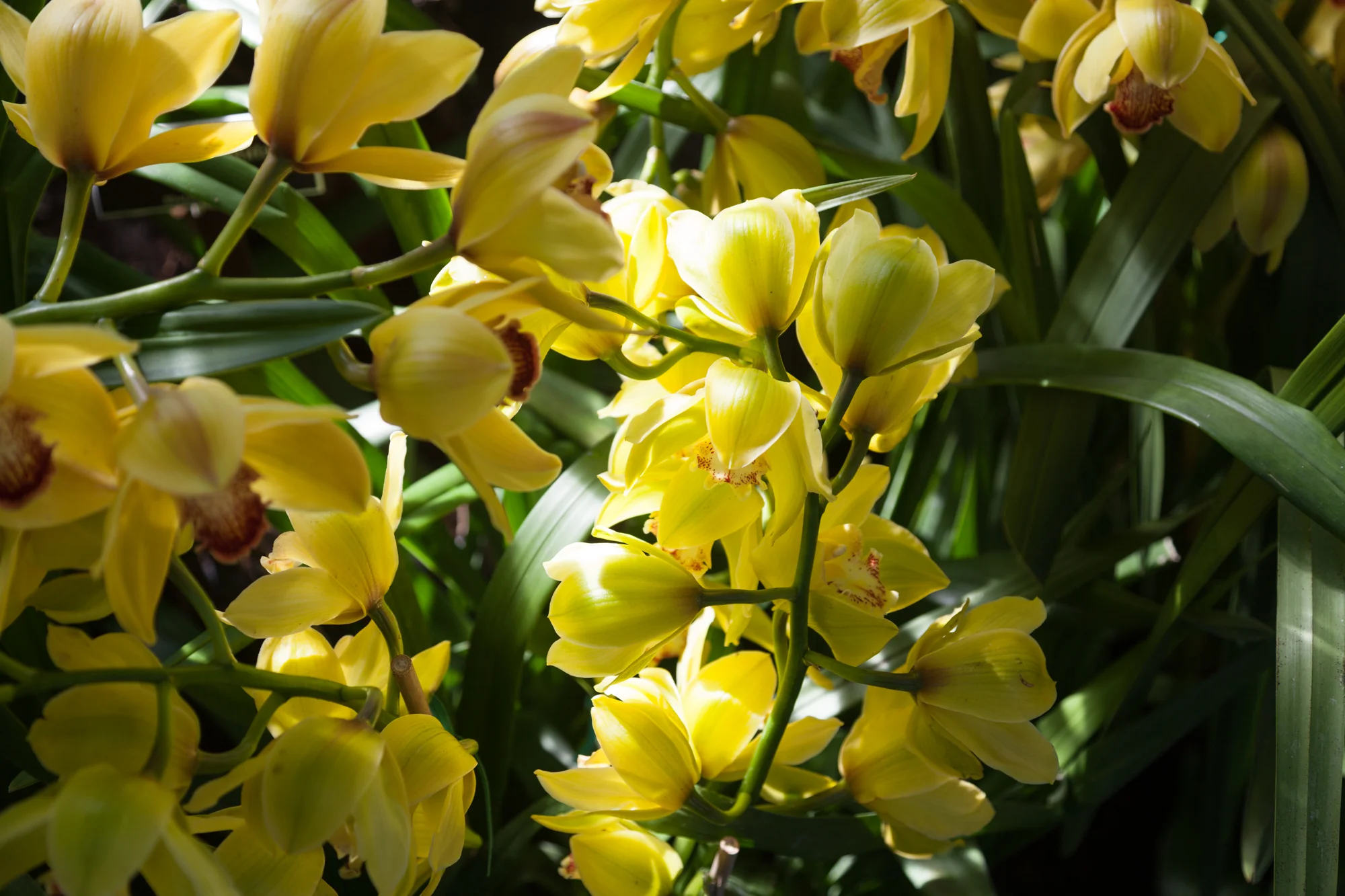 yellow-orchids-nybg.jpg