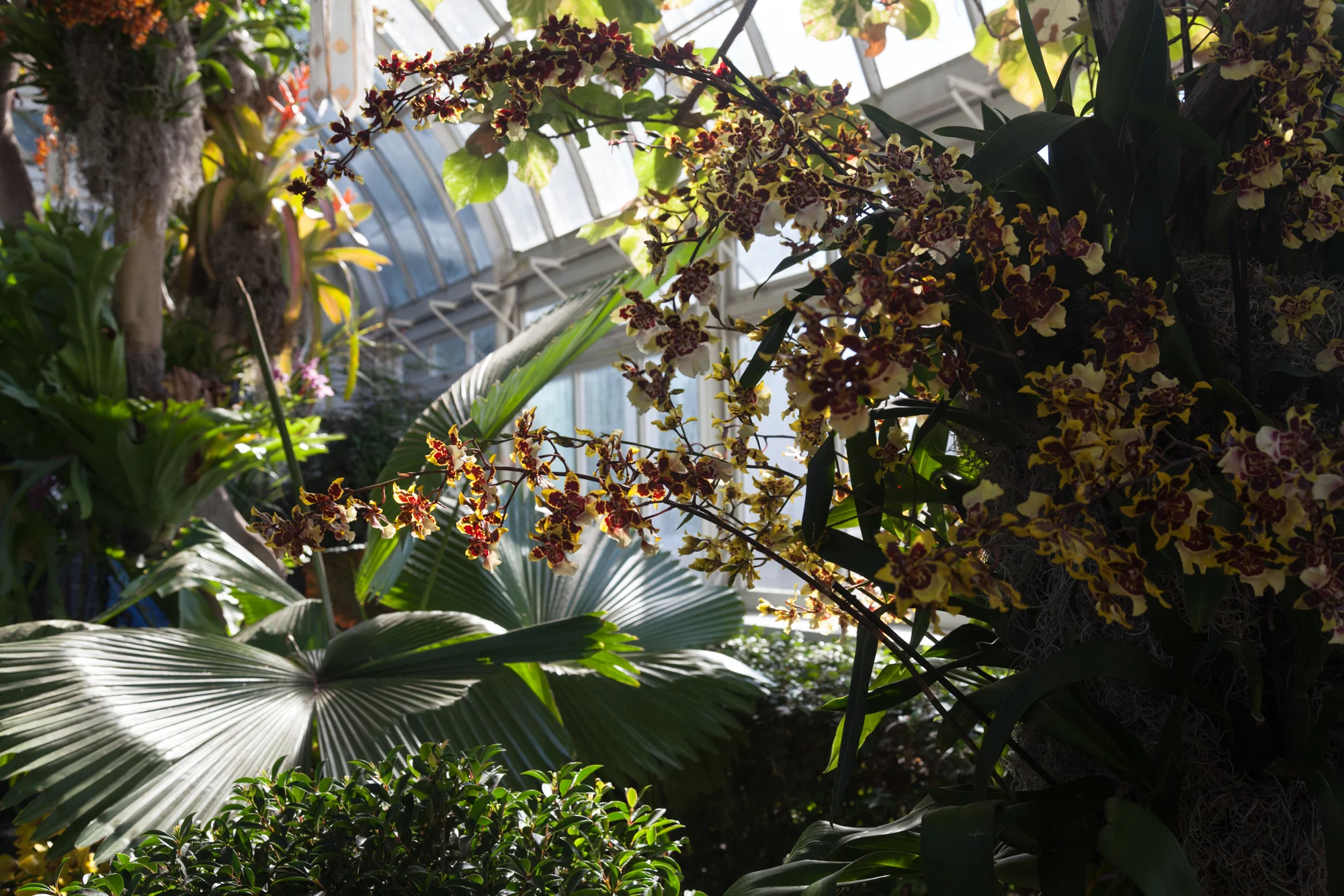 nybg-orchid-show.jpg