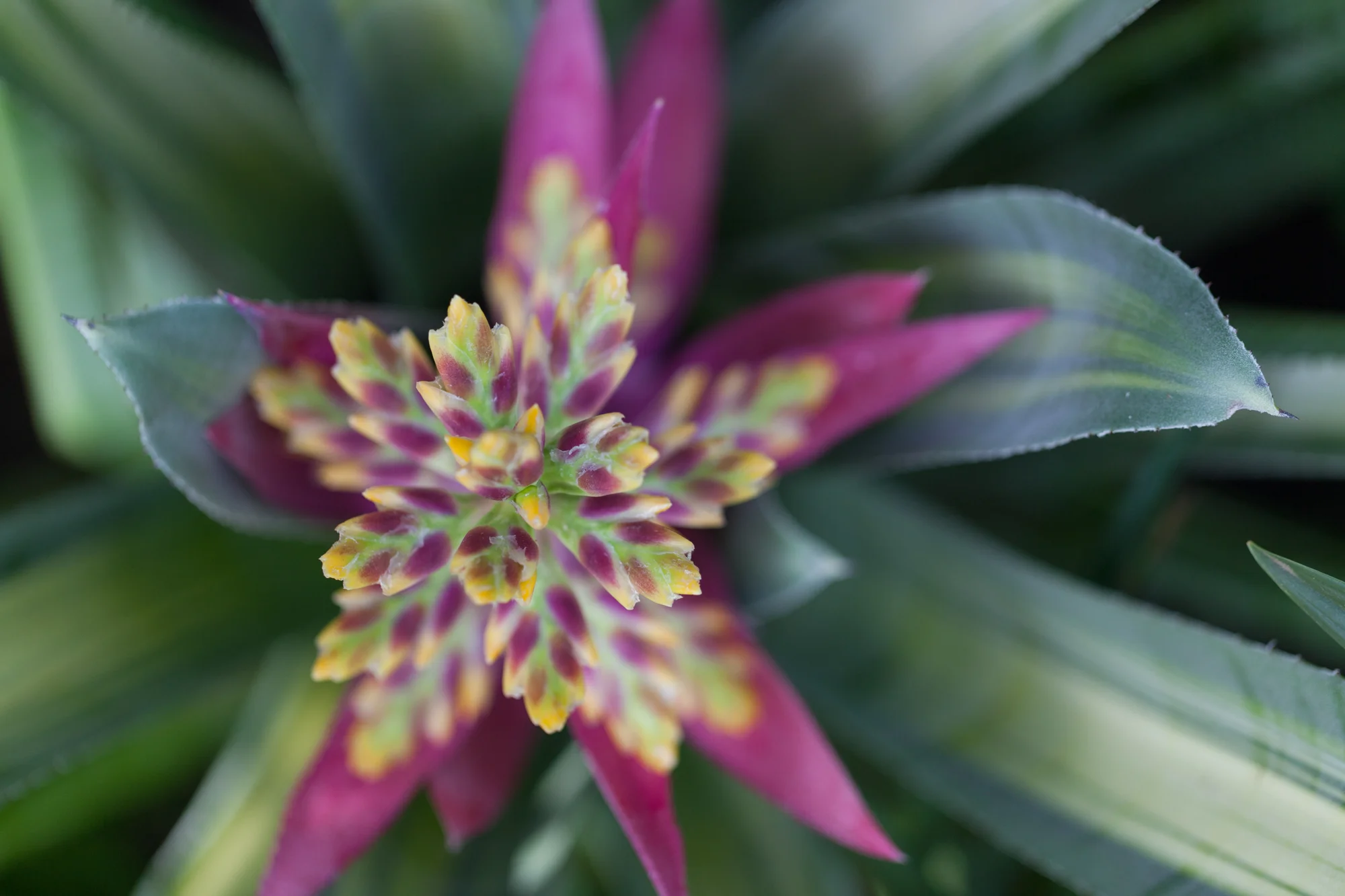 Just throwing in a beautiful Aechmea bromeliad in here. There were a number of bromeliads interspersed with the orchids at the NYBG. Photo: Homestead Brooklyn