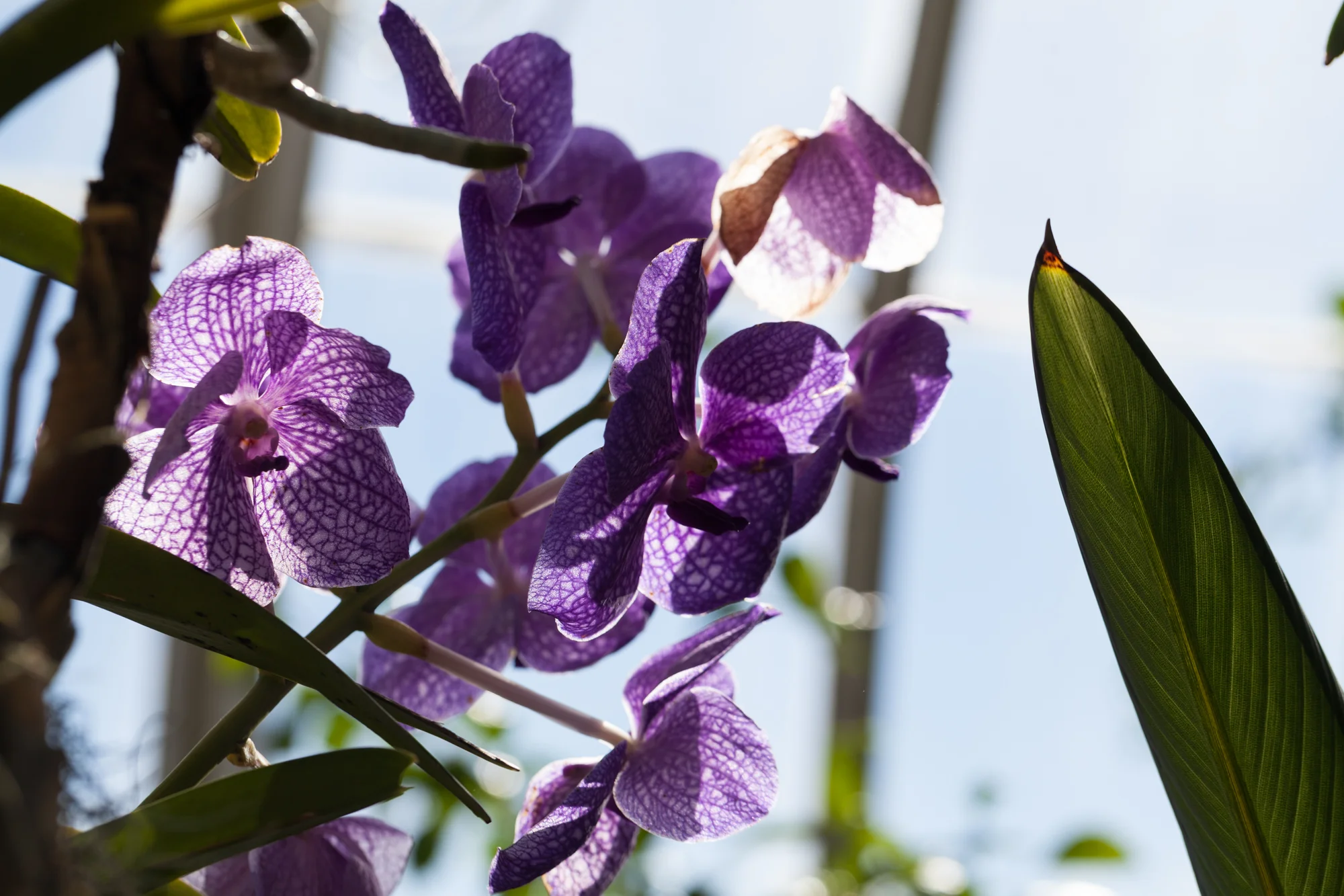 orchids-nybg-homestead-brooklyn.jpg