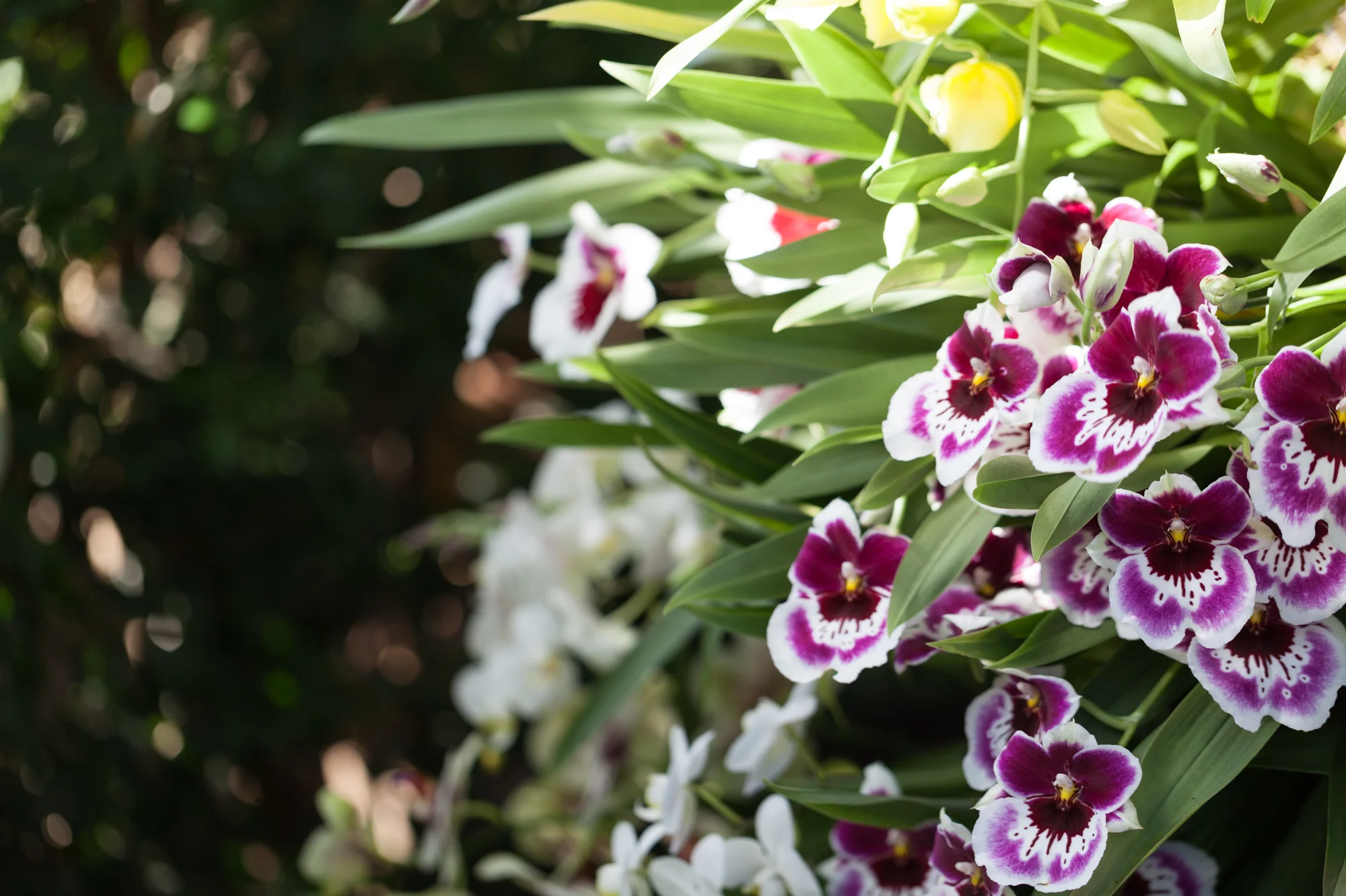 orchids-nybg-homestead-brooklyn.jpg