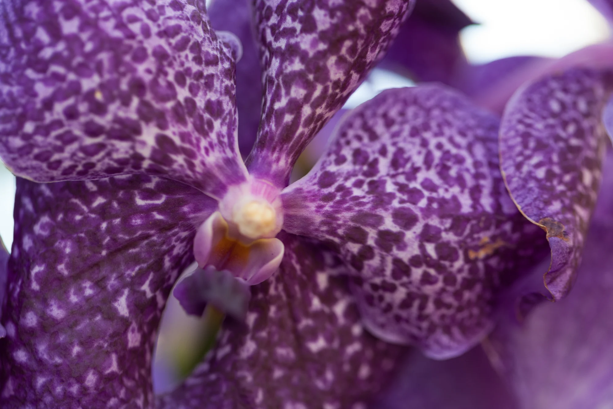 purple-orchids-nybg-homestead-brooklyn.jpg