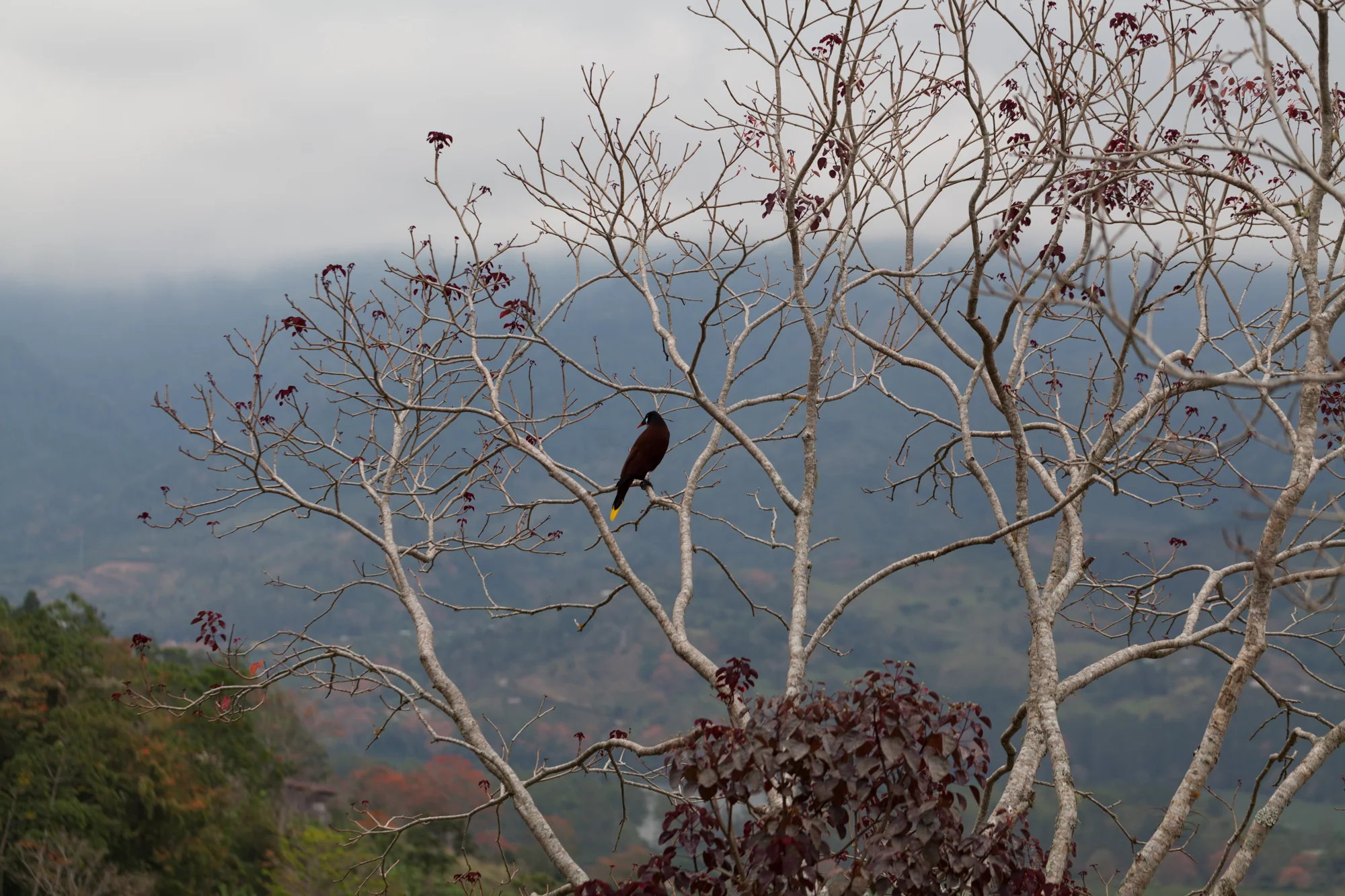The Montezuma oropendola ( Psarocolius montezuma ) has a characteristic call and beautiful nests that hang like woven baskets from the branches of various trees.