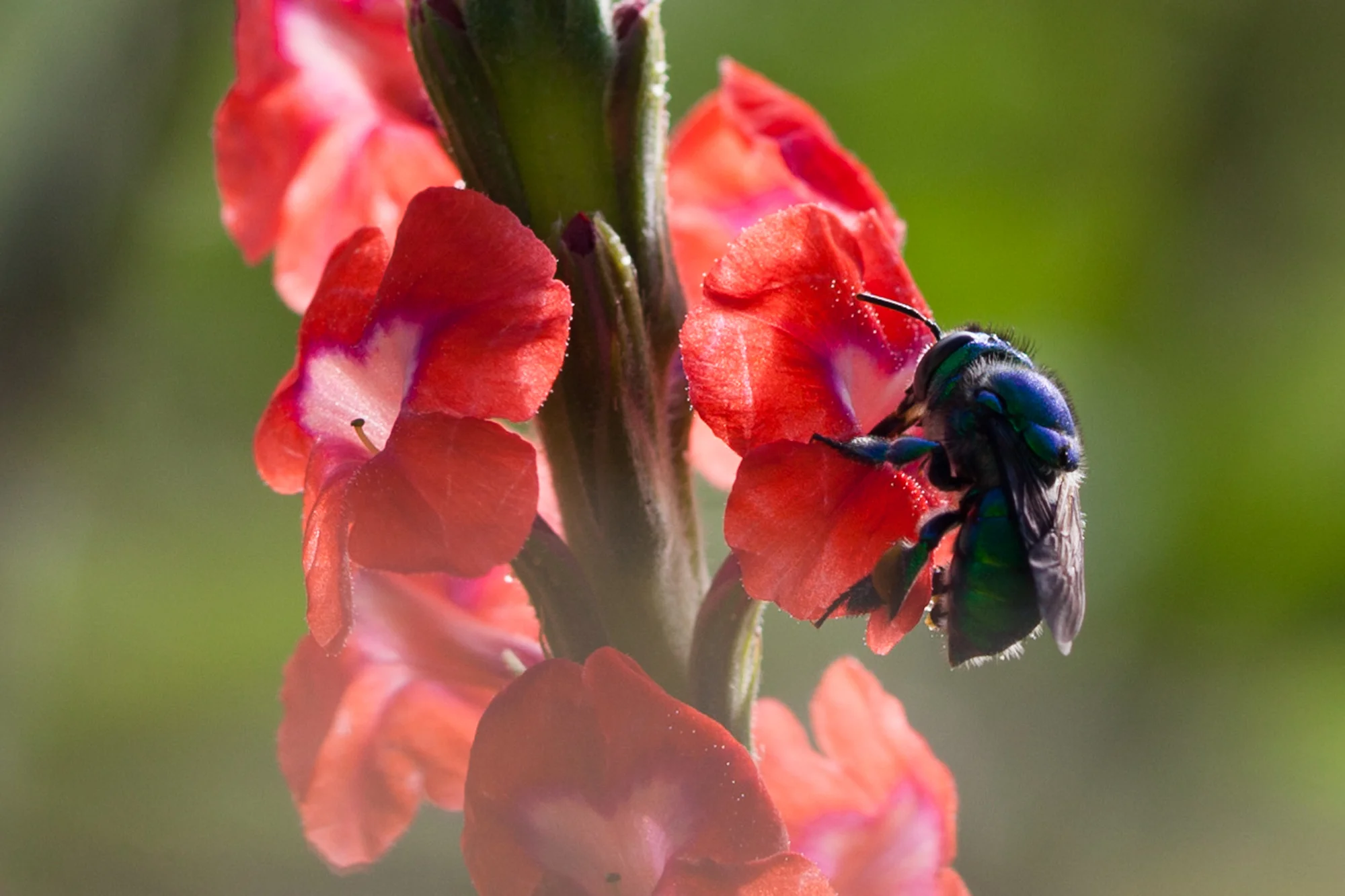A green orchid bee ( Euglossa dilemma ) pollinates one of the flowers early in the morning outside El Salto Eco Lodge in Costa Rica. 