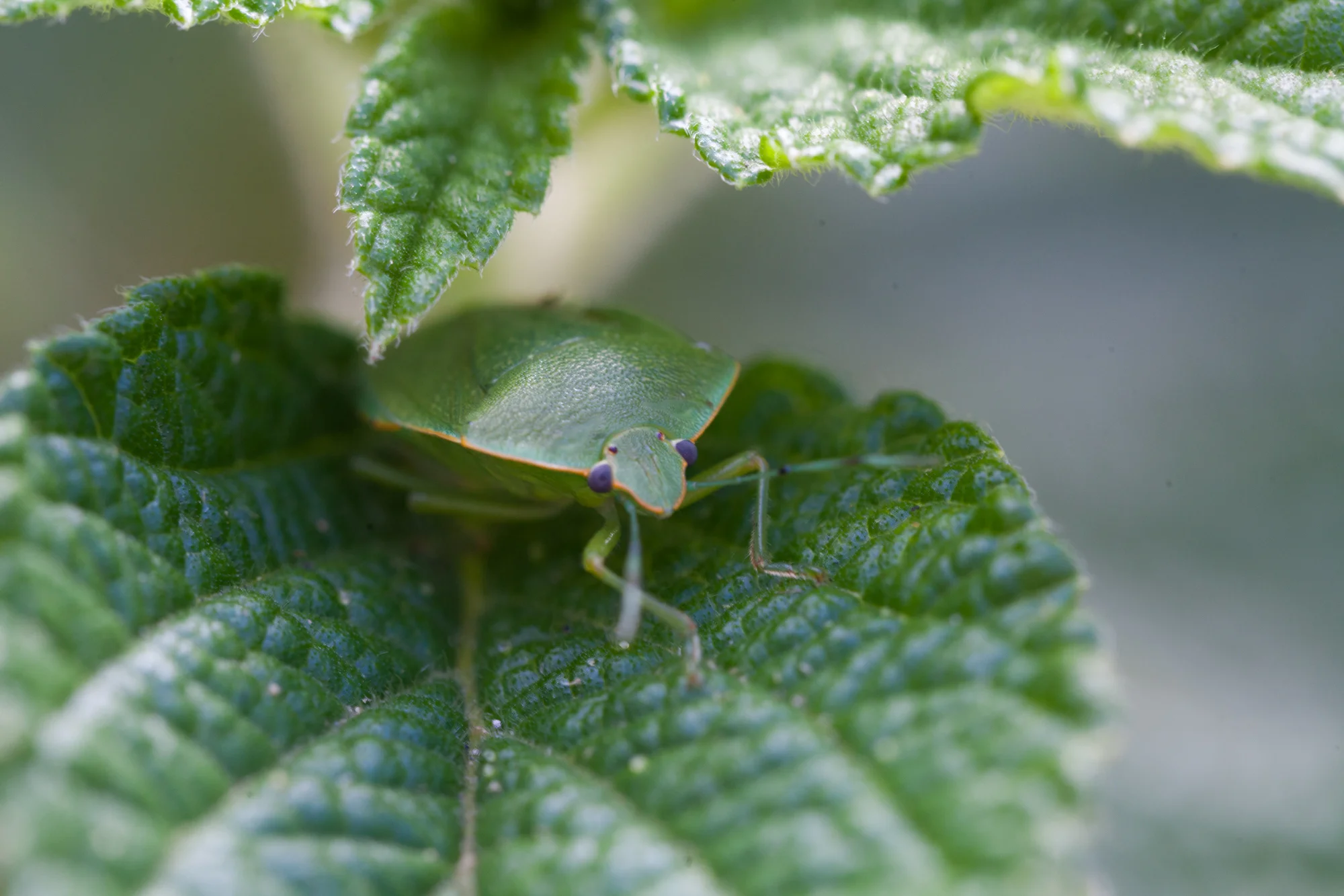 A stink bug calmly sits on a leaf at the lodge. They get their name for the strong odor they exude when mishandled or eaten; (I know, partially because I accidentally noshed on one as a kid when eating raspberries!)