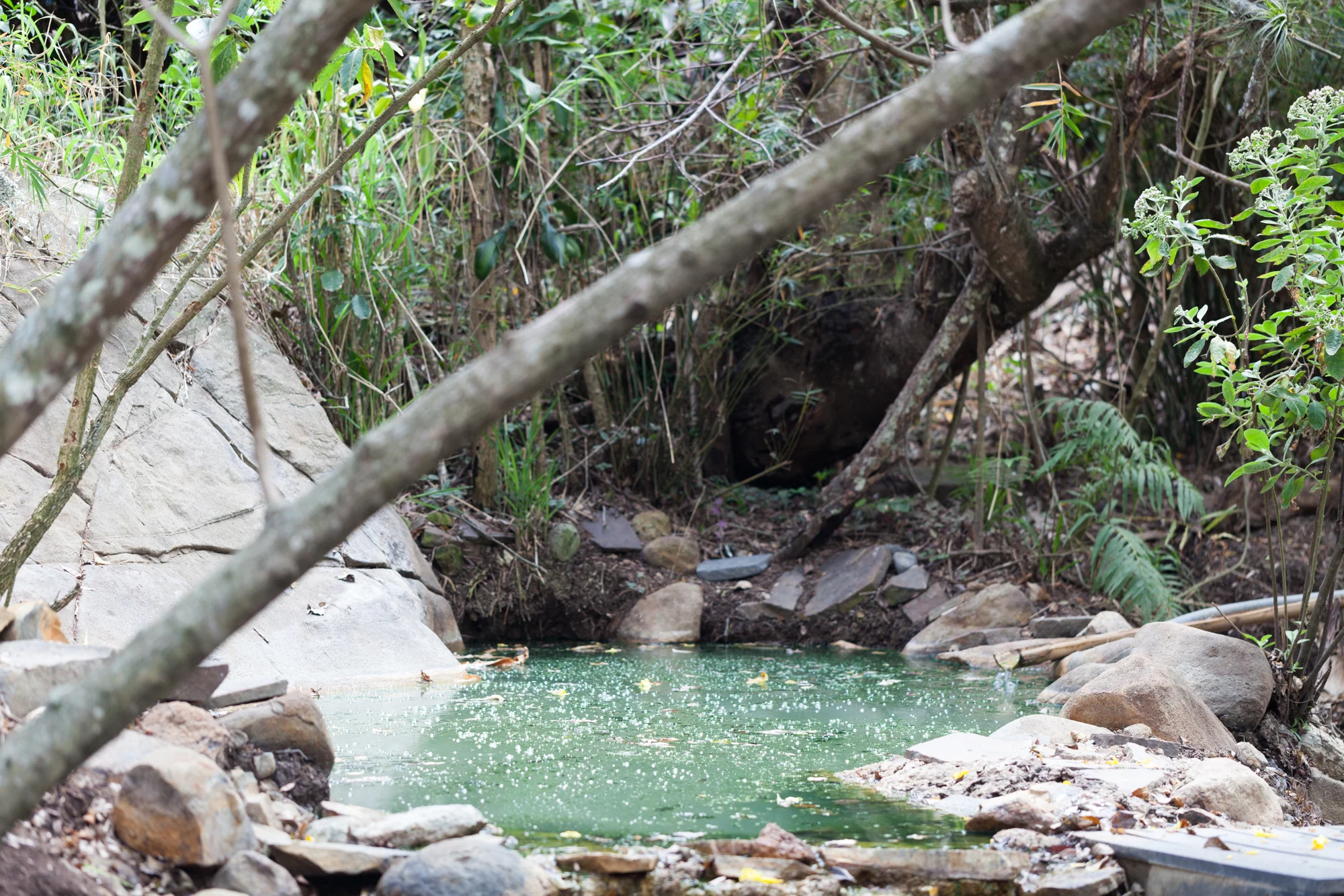 Cristof, the owner of El Salto Ecolodge, took a group of us to a little known hot springs and river, which provided for two very different plant and and insect habitats. 