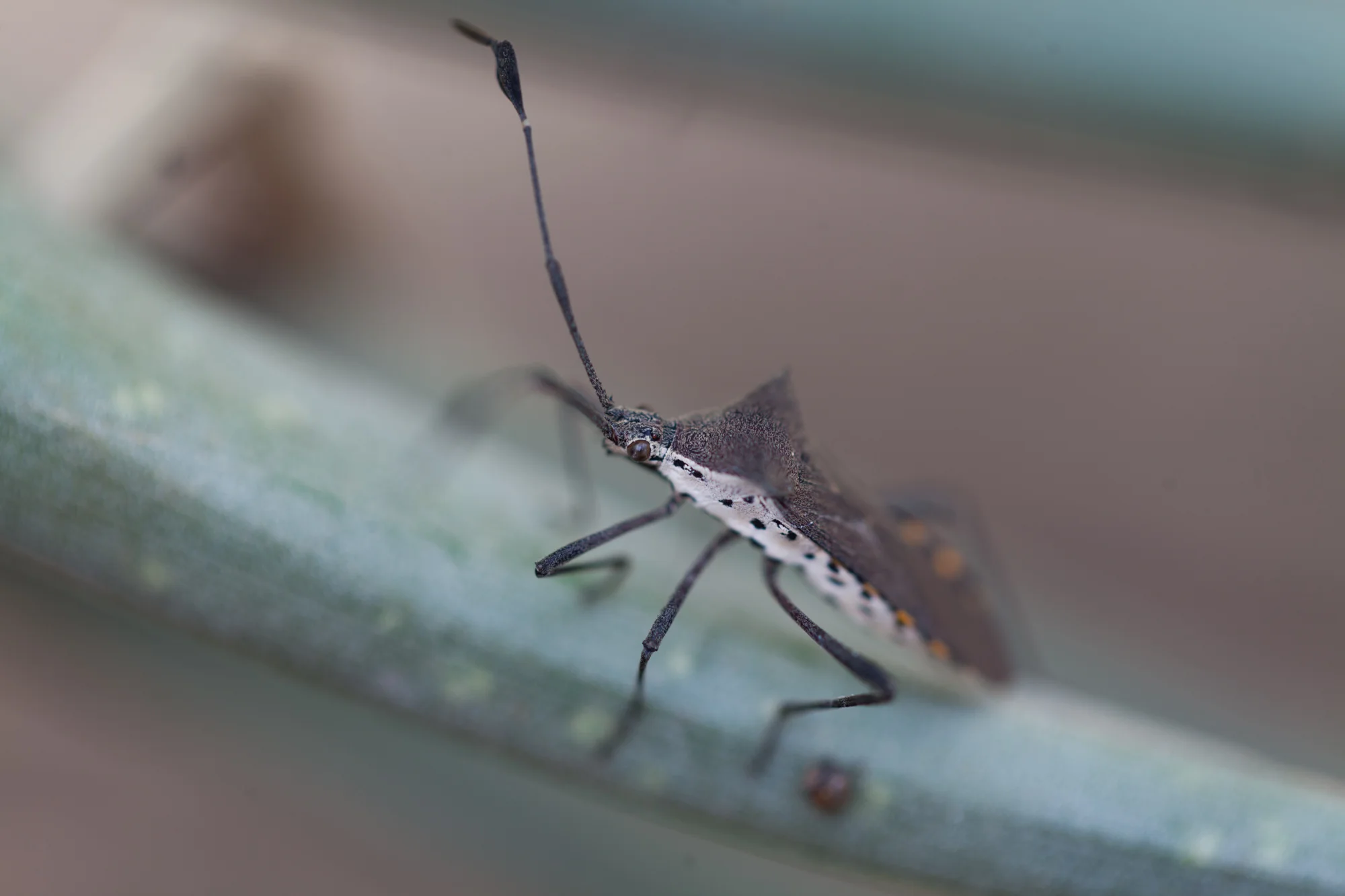 As I picked up some fallen Tillandsia, a leaf-footed bug presented itself. 