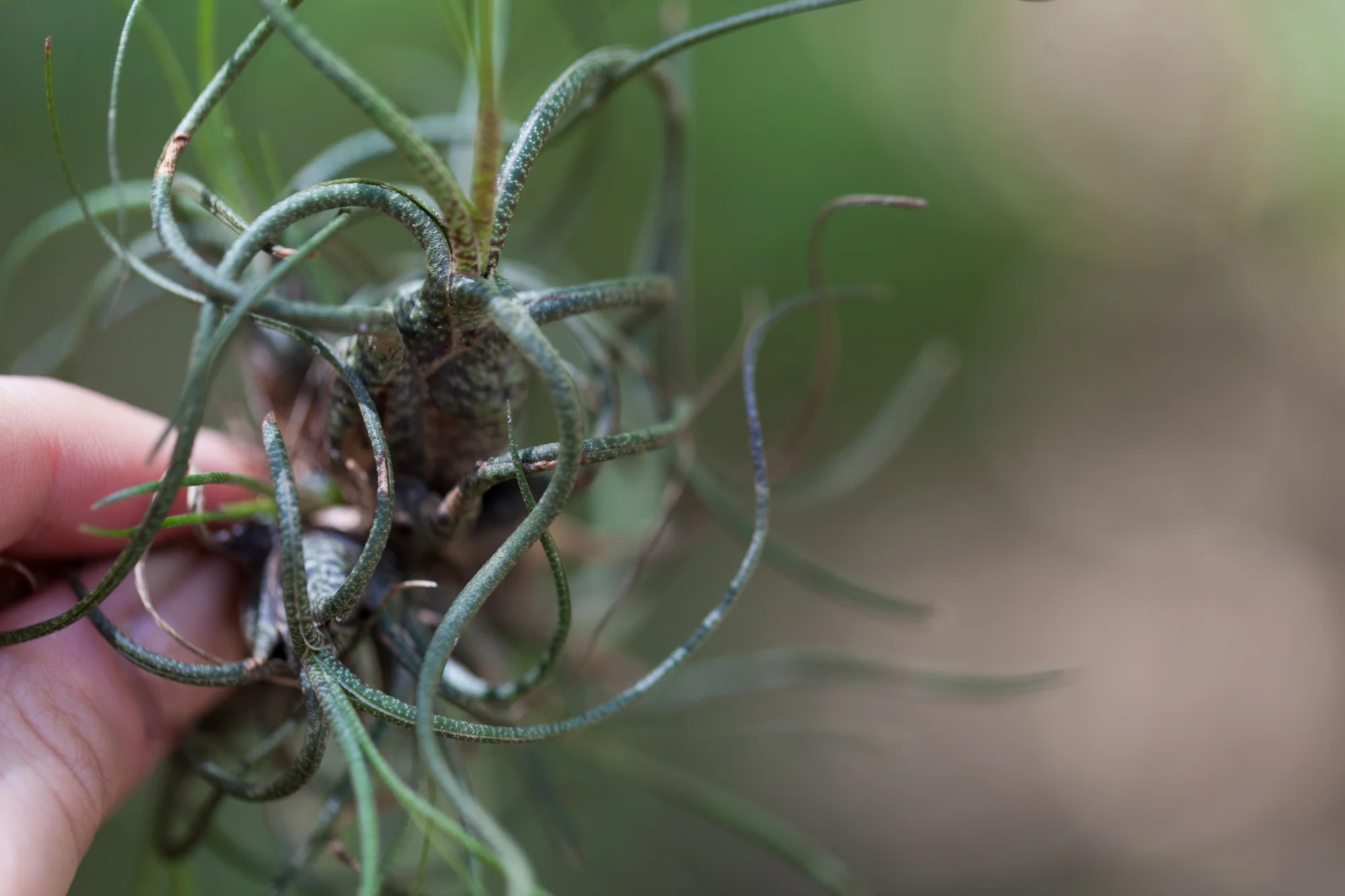 Tillandsia butzii looking like the head of Medusa. 