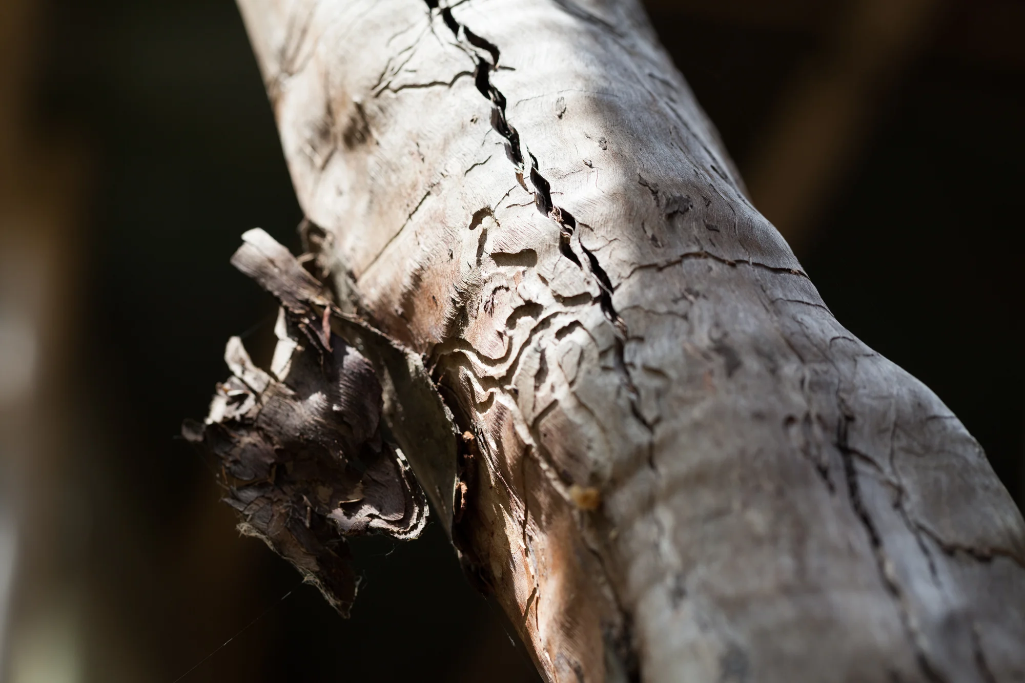 I used to collect wood with these insect larvae patterns. Photo: Summer Rayne Oakes
