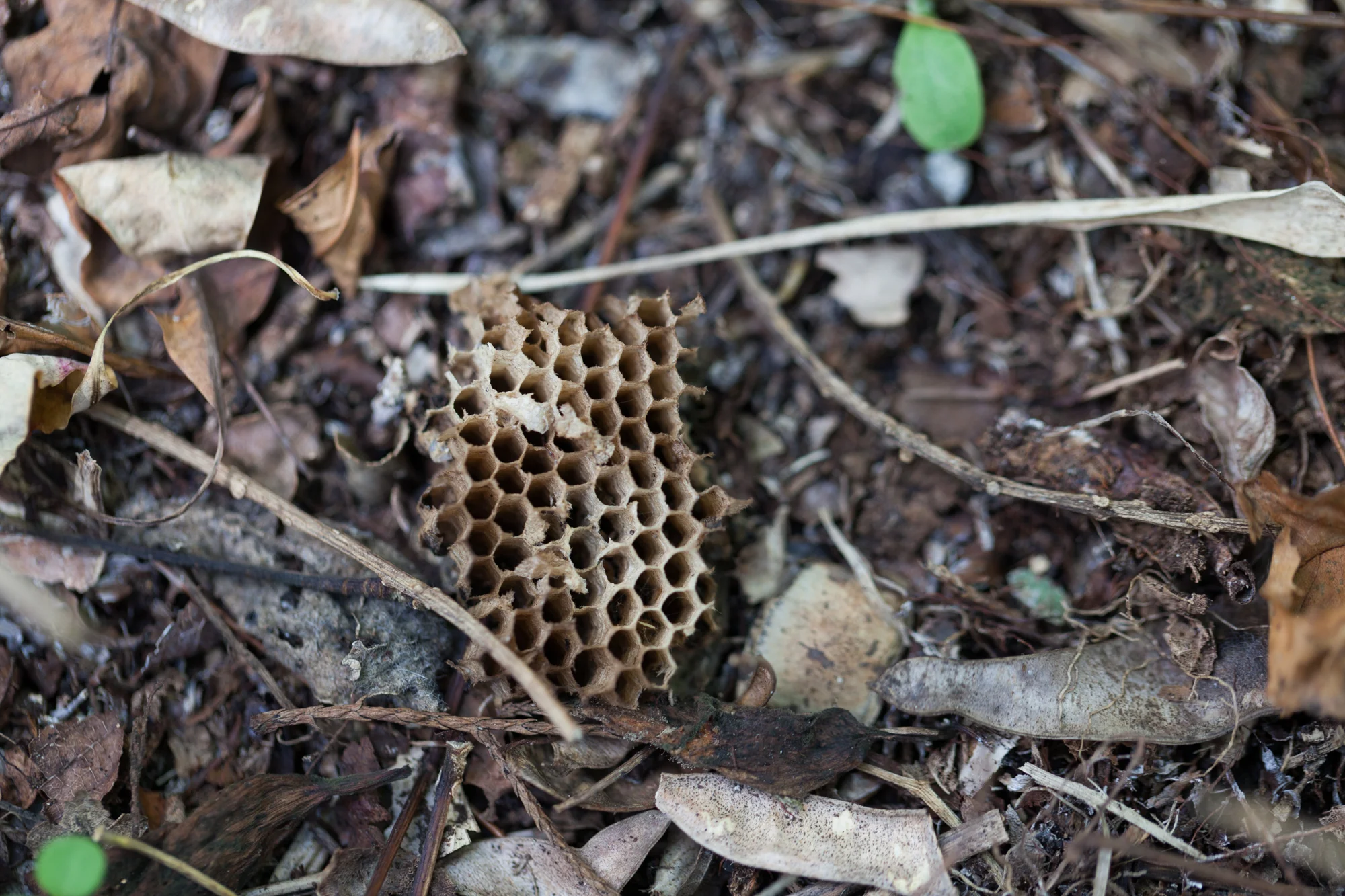 Paper wasp nest on ground in the woods outside the hot springs. Costa Rica.