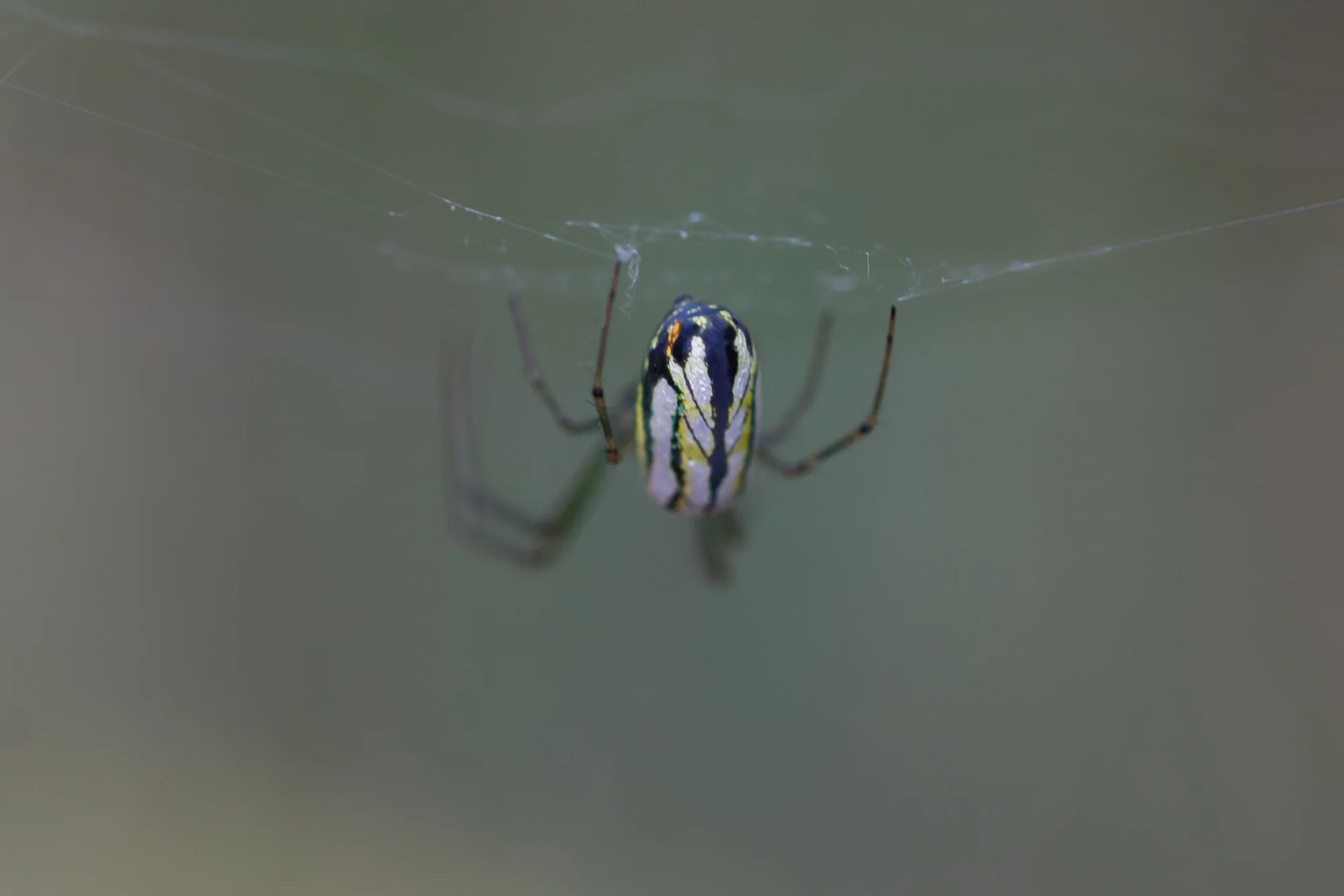I captured this beautiful spider, which looked like an exquisite butterfly chrysalis from afar. Look at the color and detail! 