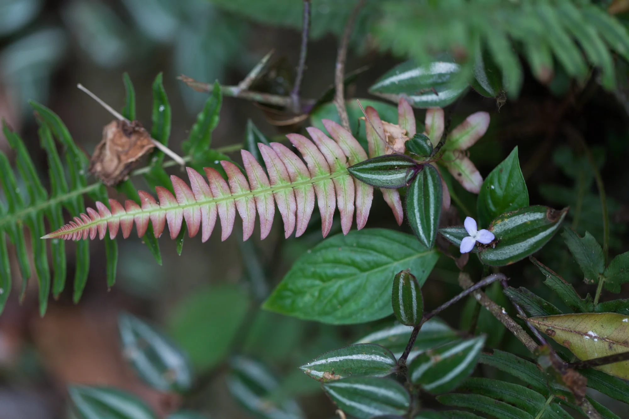 A fairy-like composition of inch plants ( Tradescantia sp.) and ferns. 