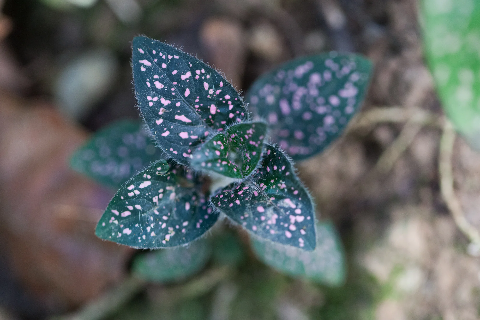 I spotted a polka dot plant ( Hypoestes phyllostachya ) (get the joke?), which seemed to be growing on a higher hilltop on the trail just north of the river. 