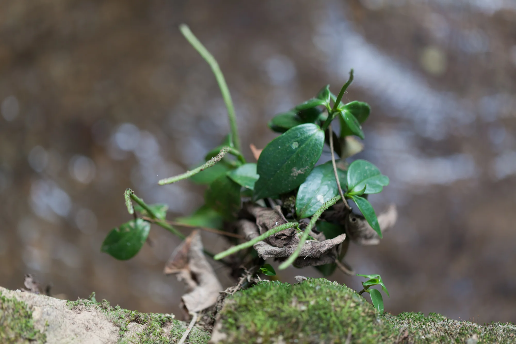Another Peperomia sp. clings to a mossy rock.